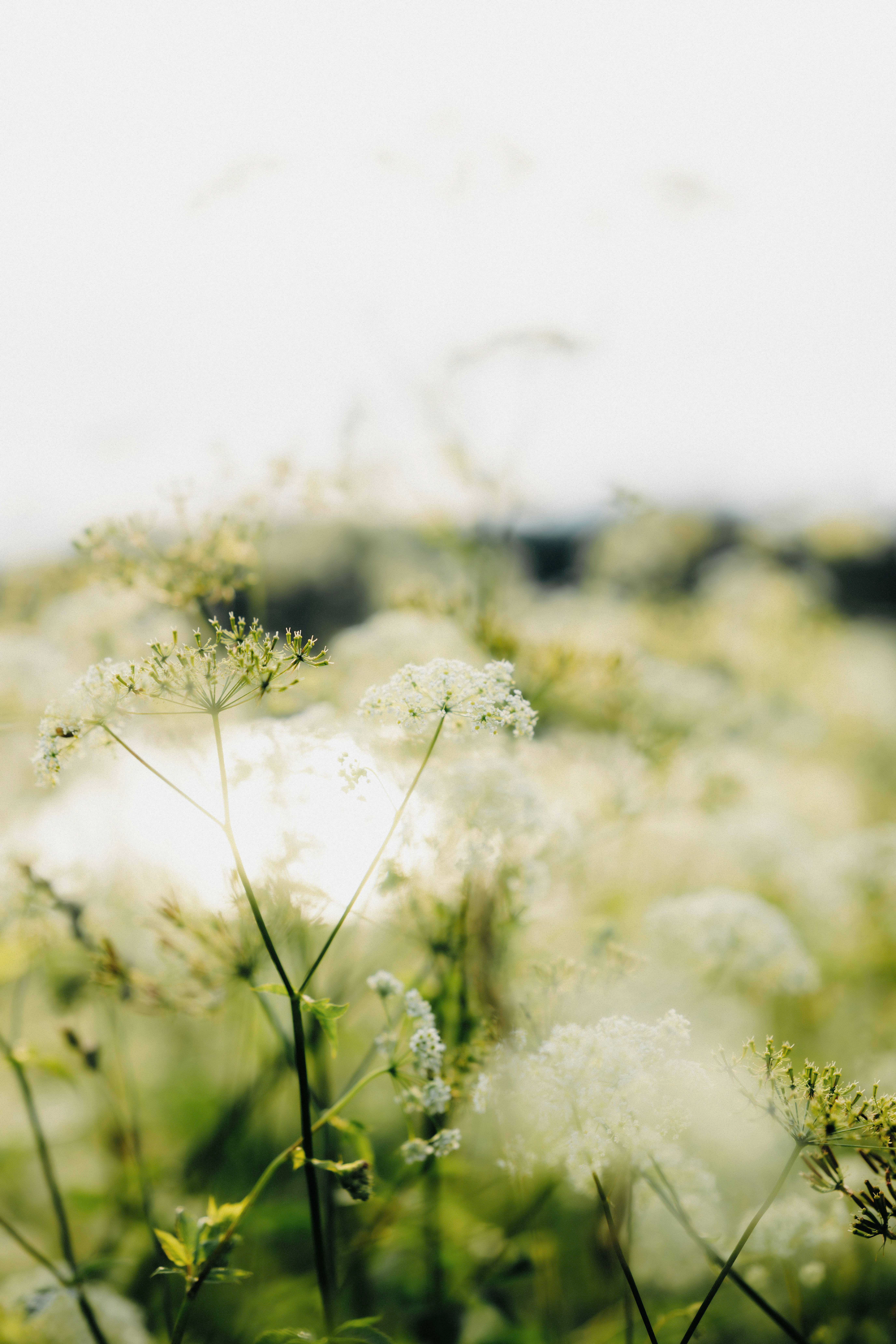 A field of delicate white wildflowers bathed in soft sunlight.