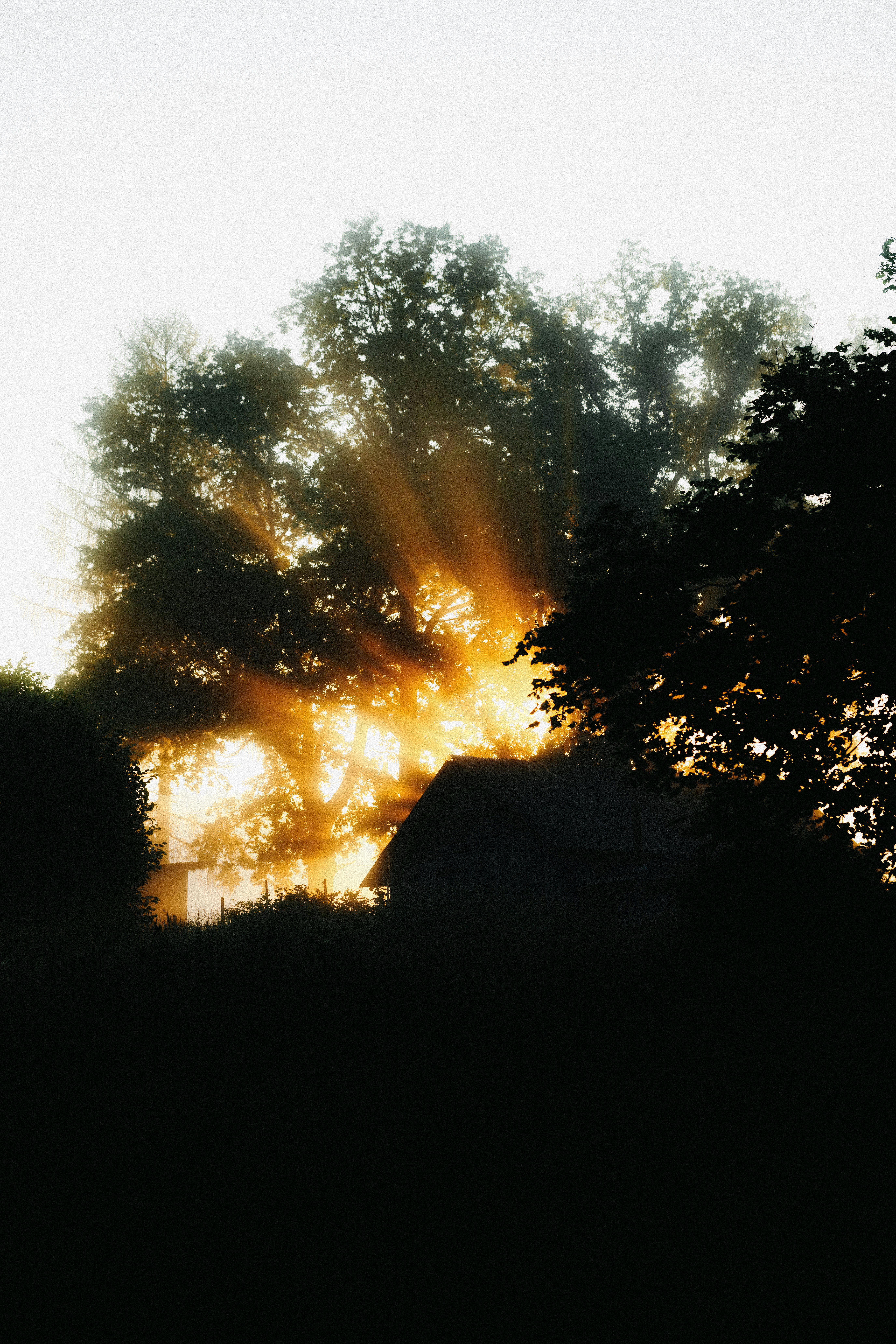 Sun rays pierce through misty trees and a building silhouette.