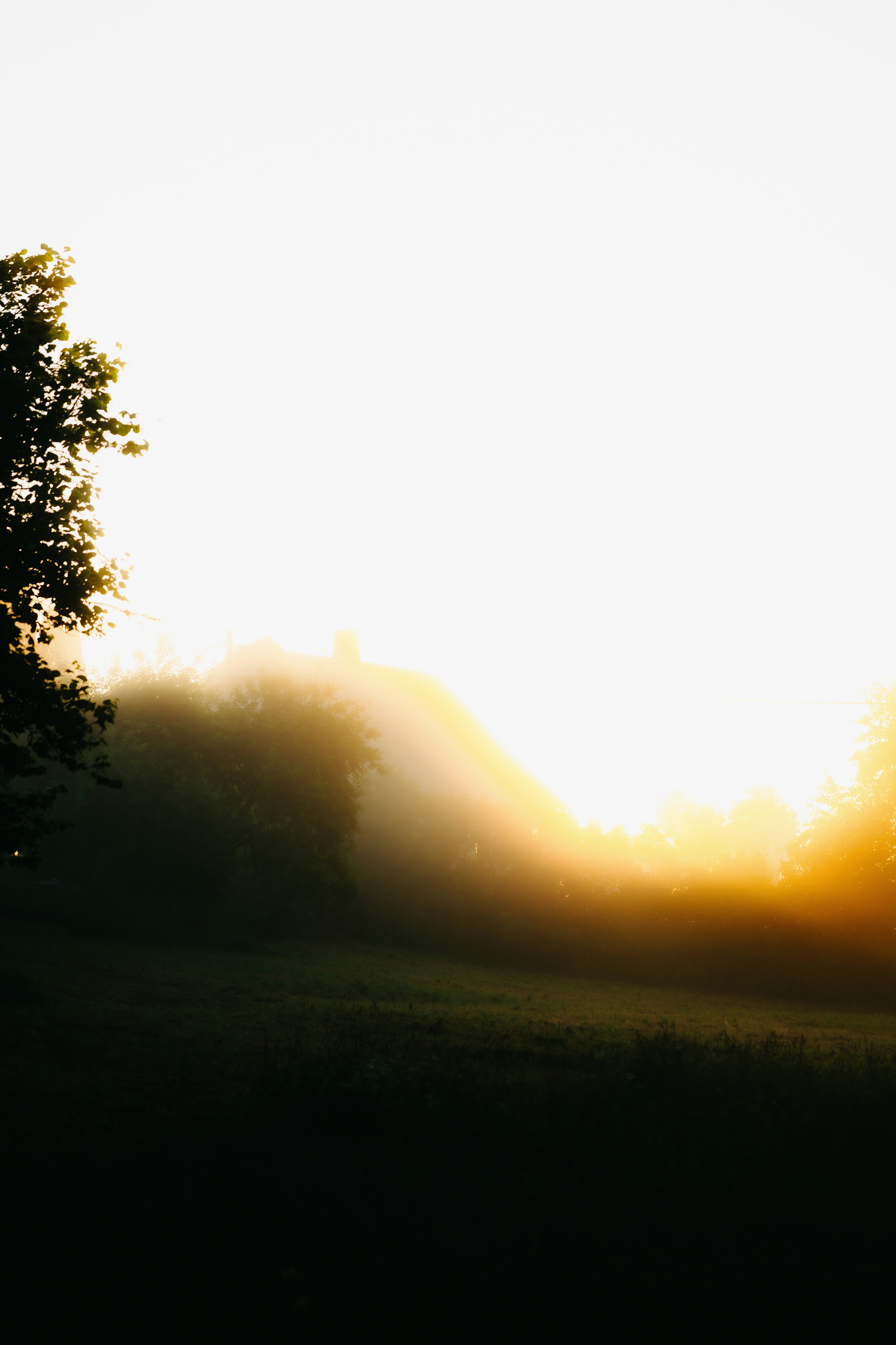 Luz dourada ilumina uma floresta e um campo enevoados