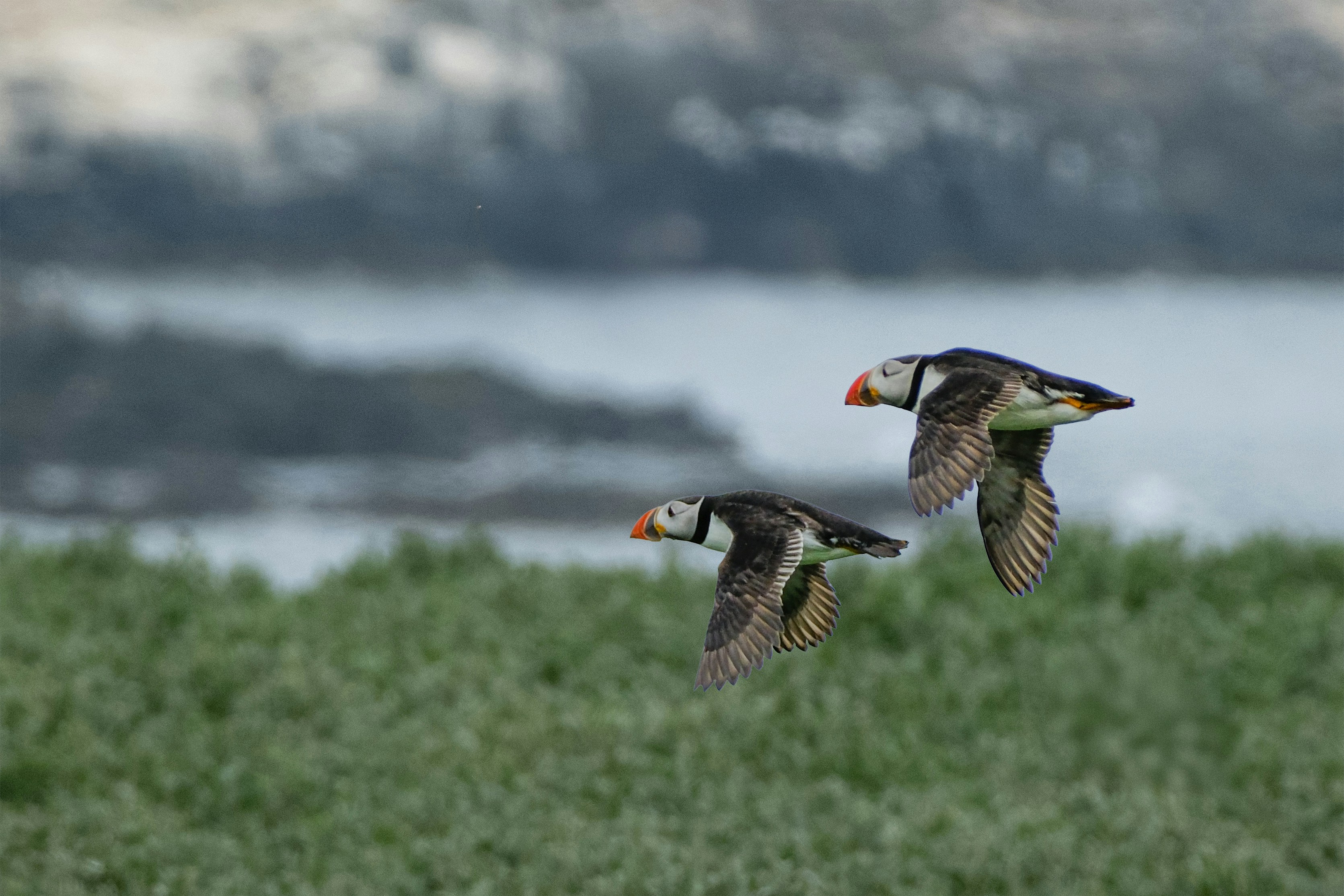 Dos frailecillos vuelan bajos sobre la hierba verde cerca del mar.