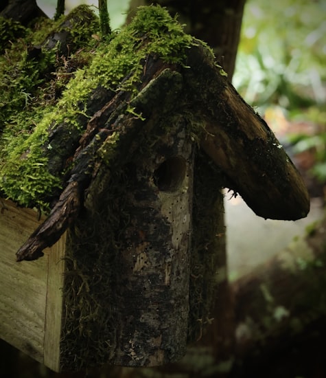 A moss-covered rustic wooden birdhouse with a naturally weathered finish.
