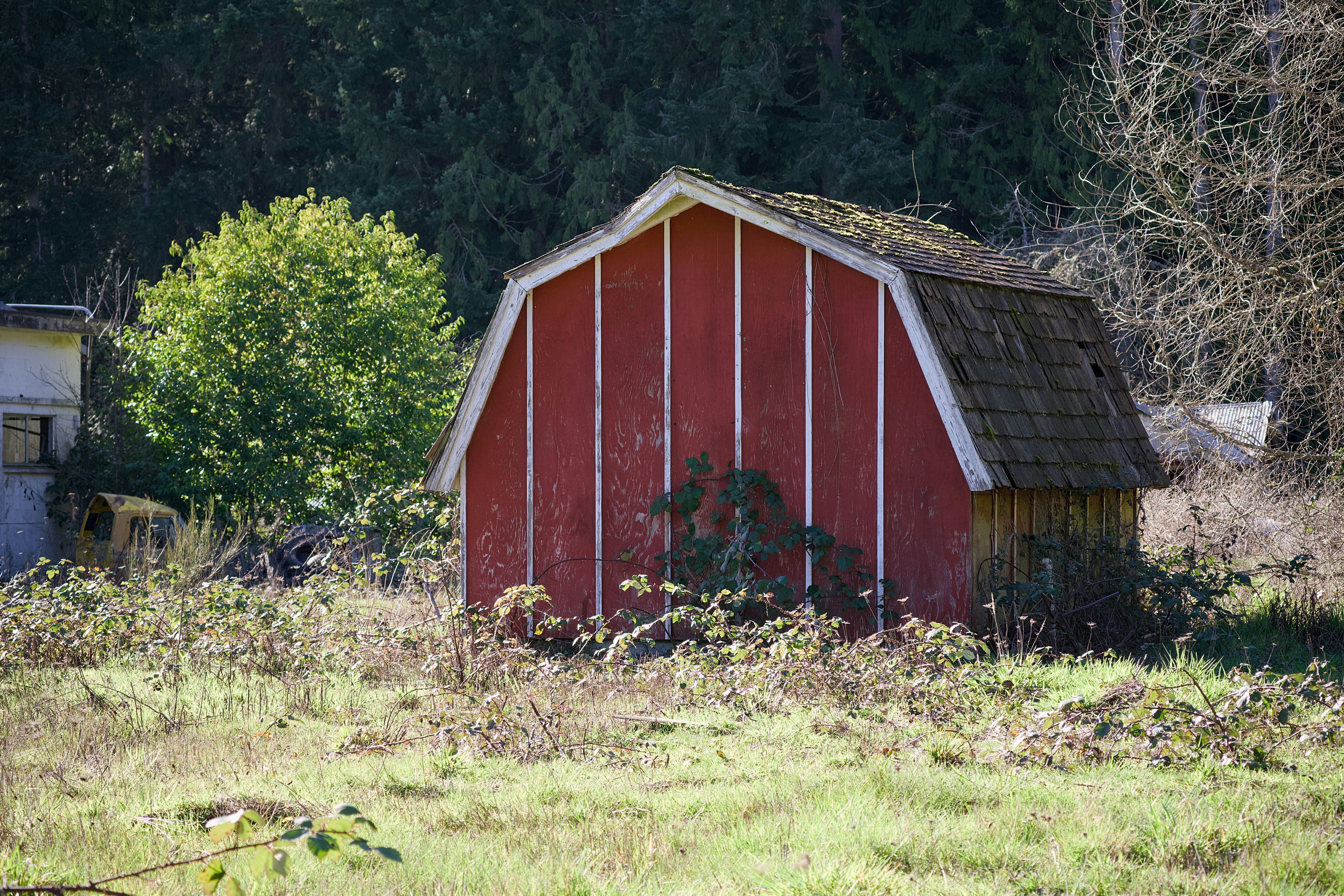 A rustic red barn stands in an overgrown field