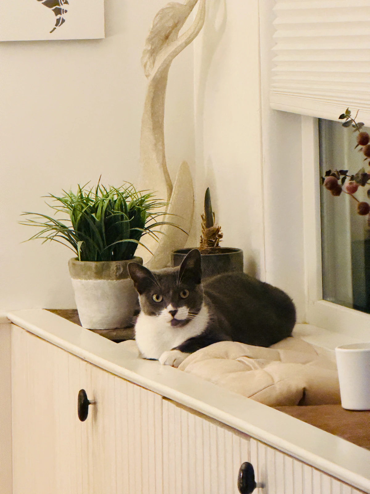 A gray and white cat relaxing by houseplants on a bright windowsill