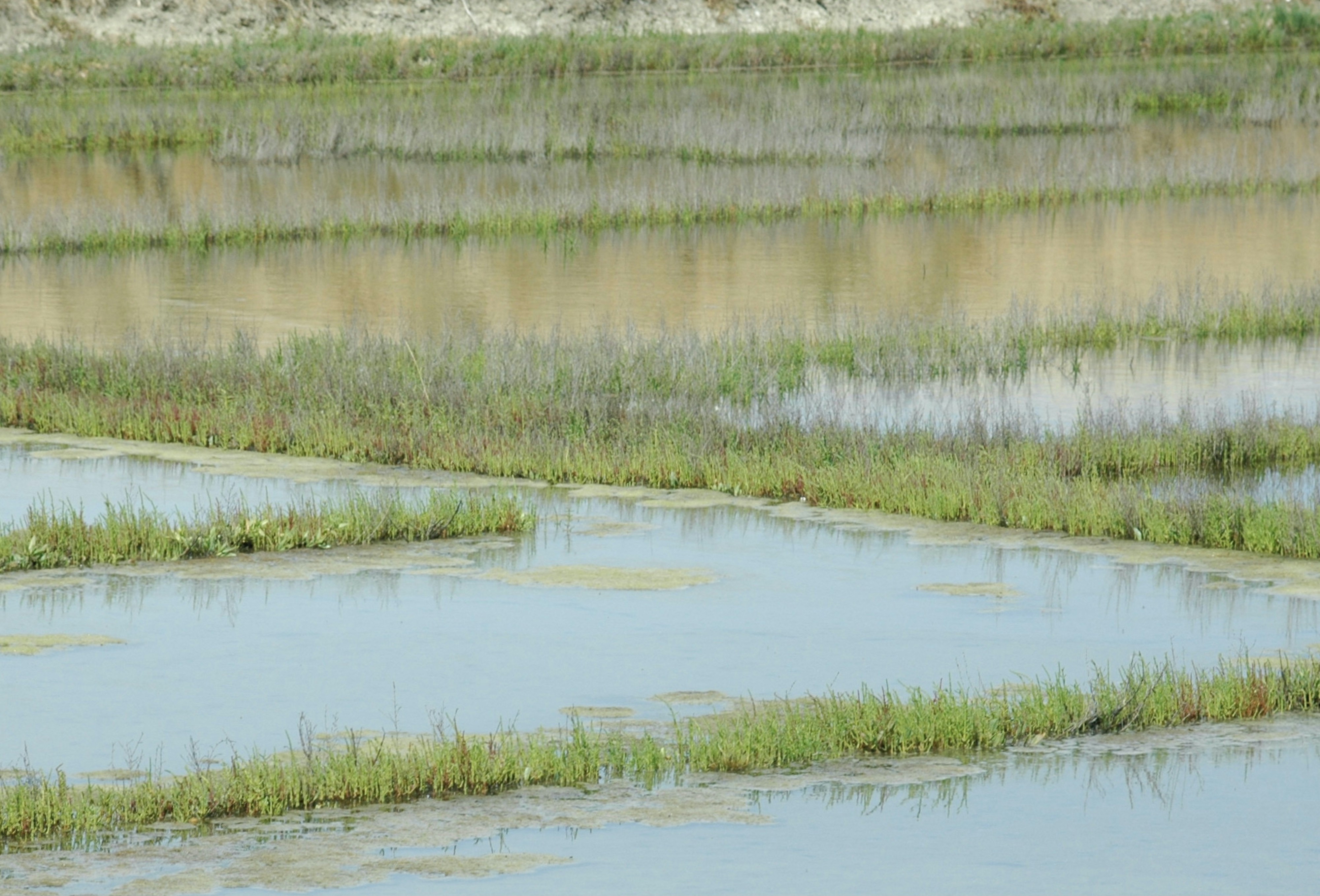 Flooded rice paddies with green plants growing in water