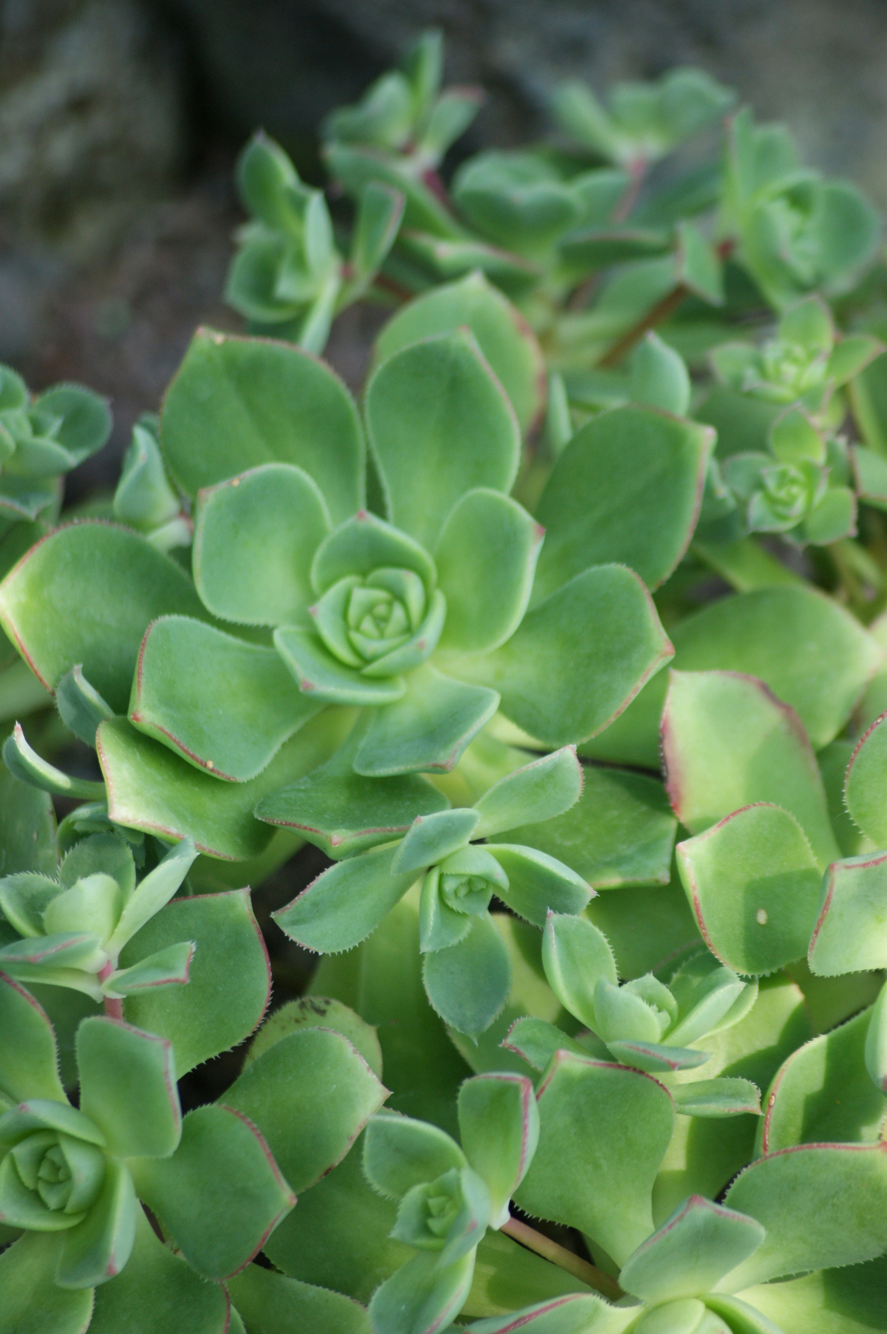 Un gruppo di piante verdi succulente con formazioni a rosetta