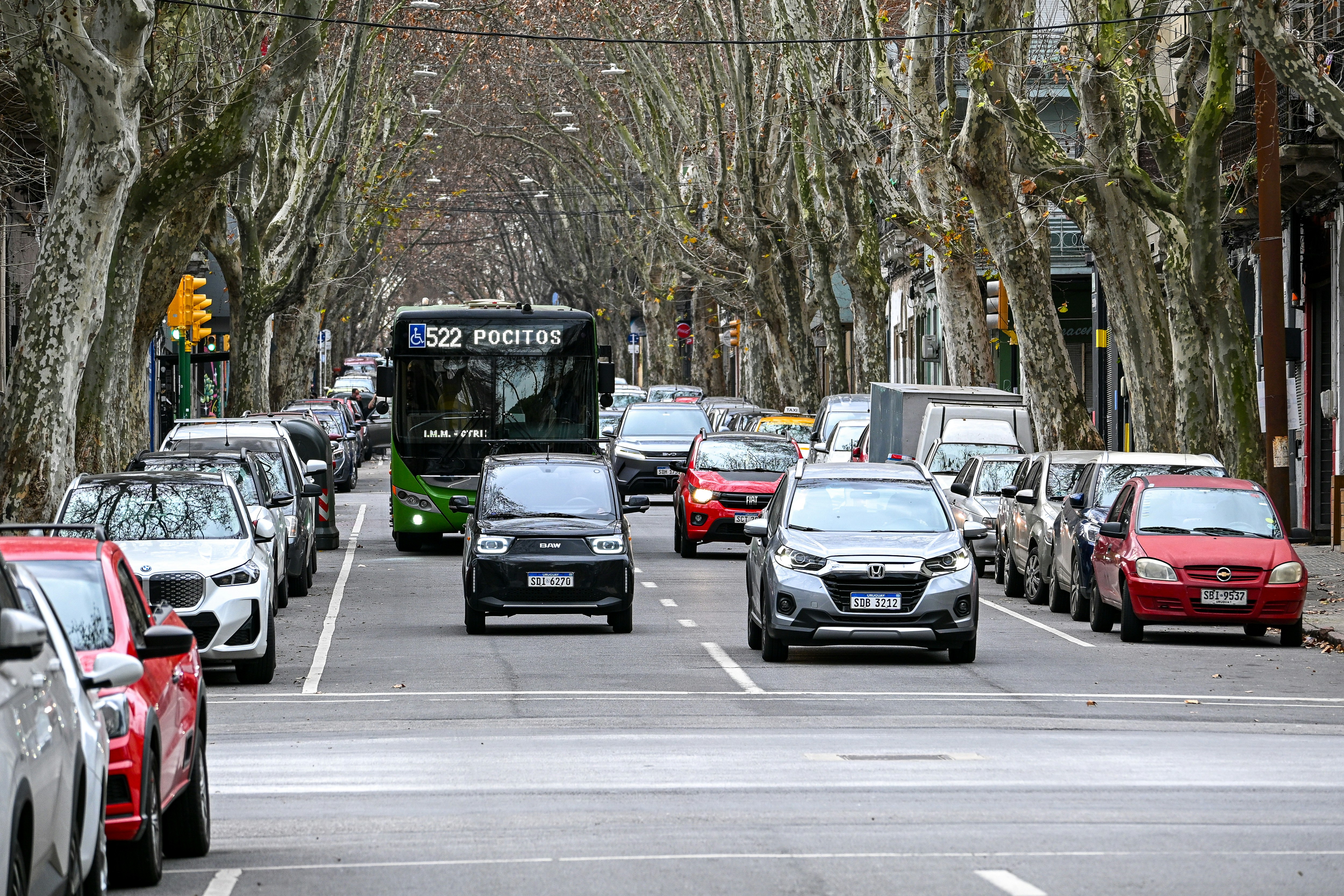 Cars and a bus on a tree-lined city street.