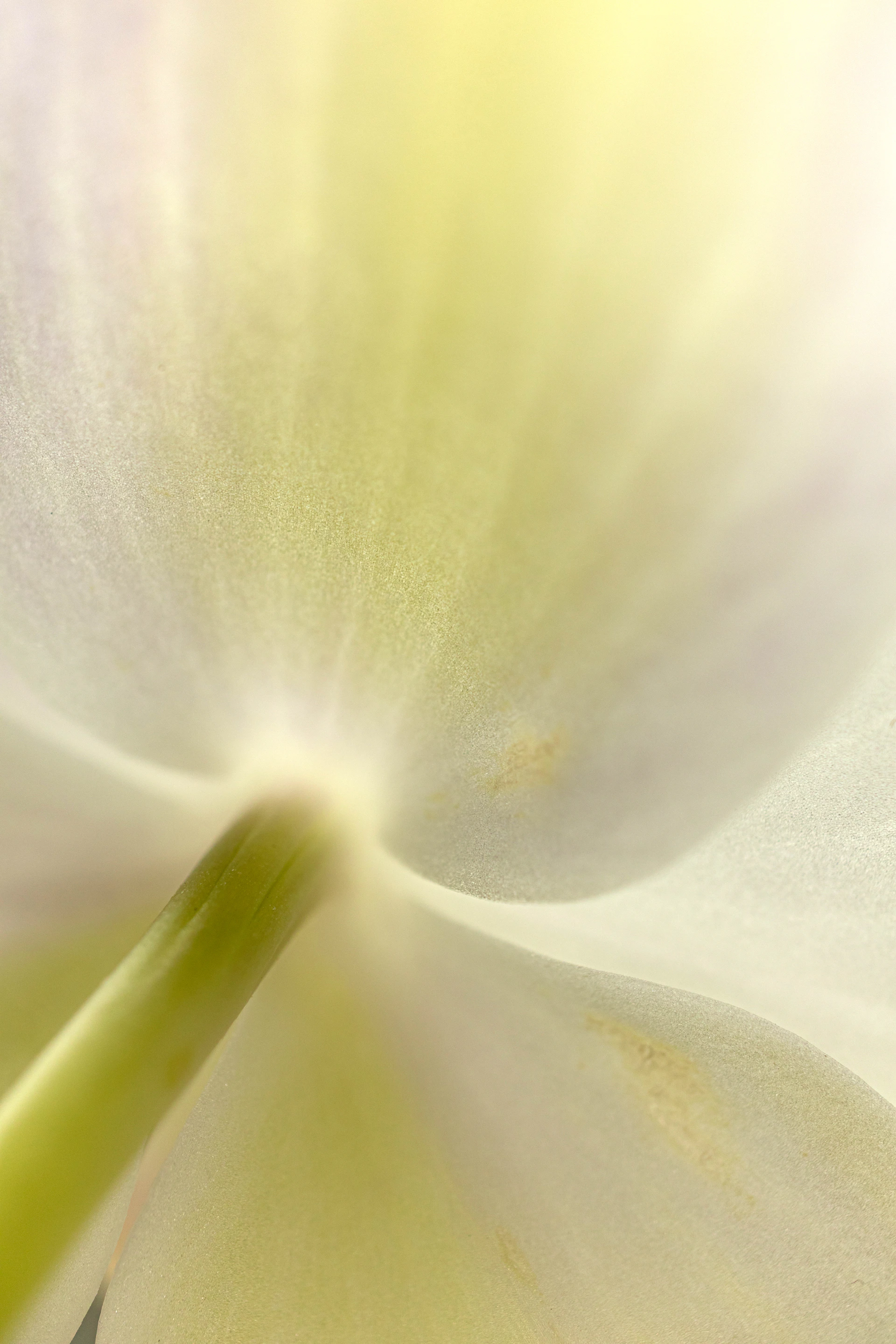 White orchid flower underside with green stem