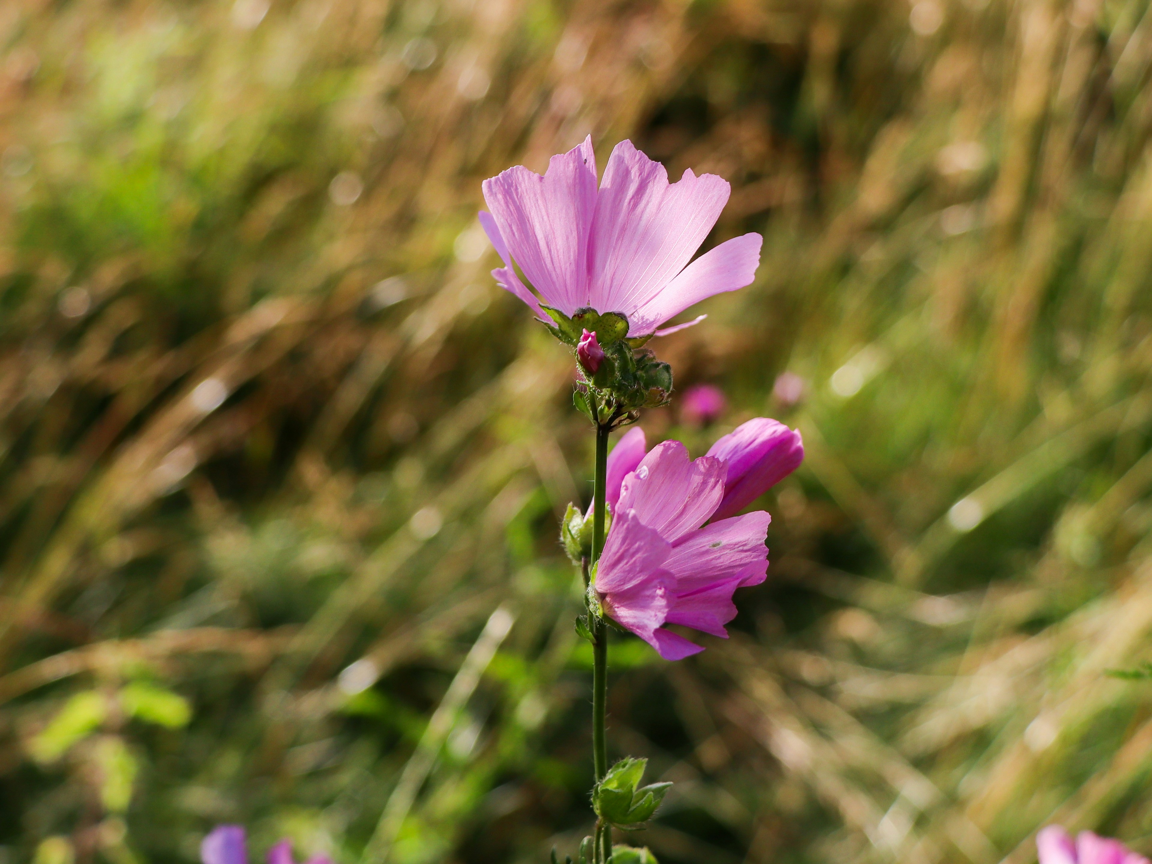 Two pink flowers blooming in a natural green field