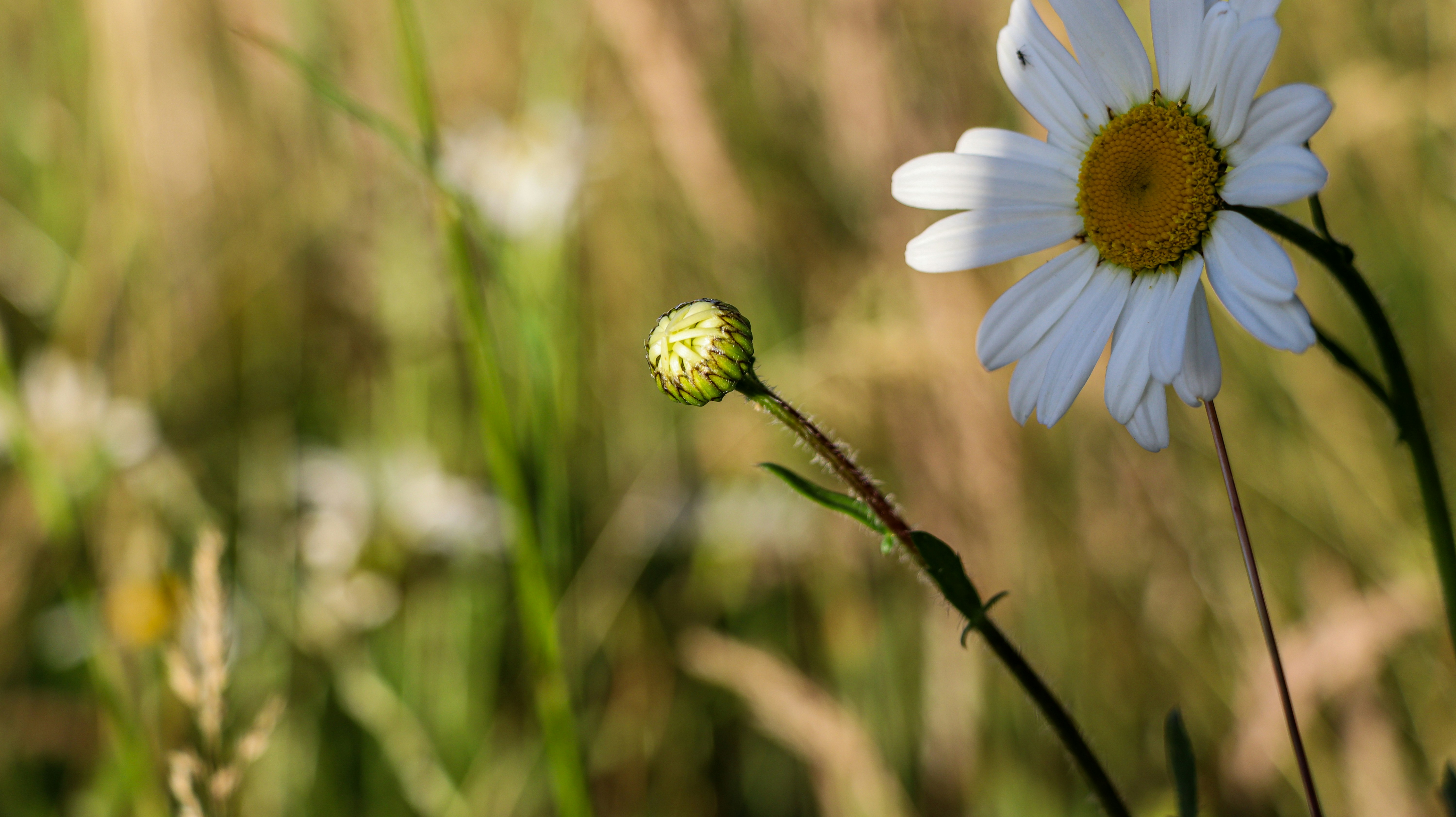A white daisy and a bud in a sunny field