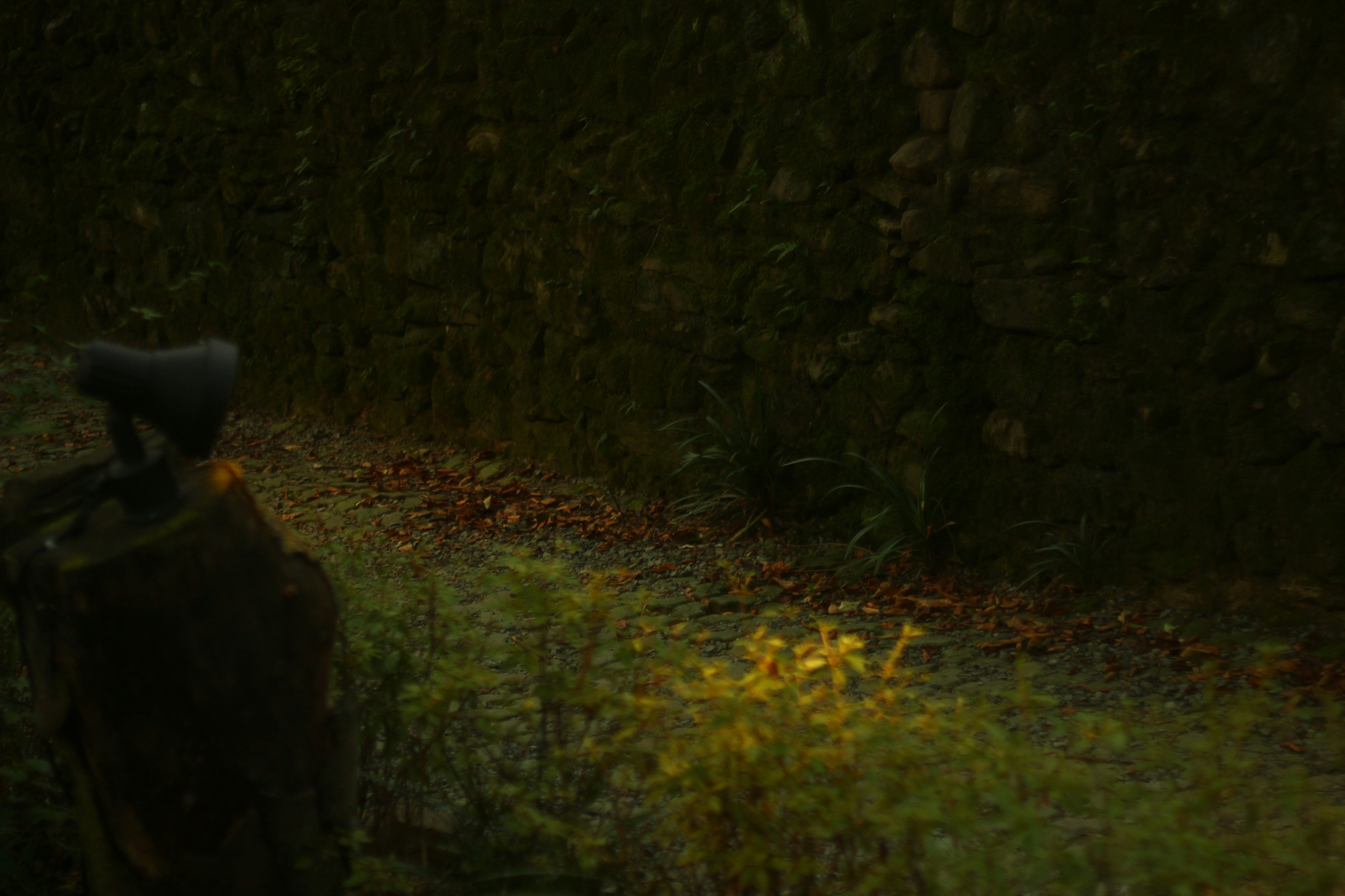 Yellow light illuminates a dark, overgrown trail at night