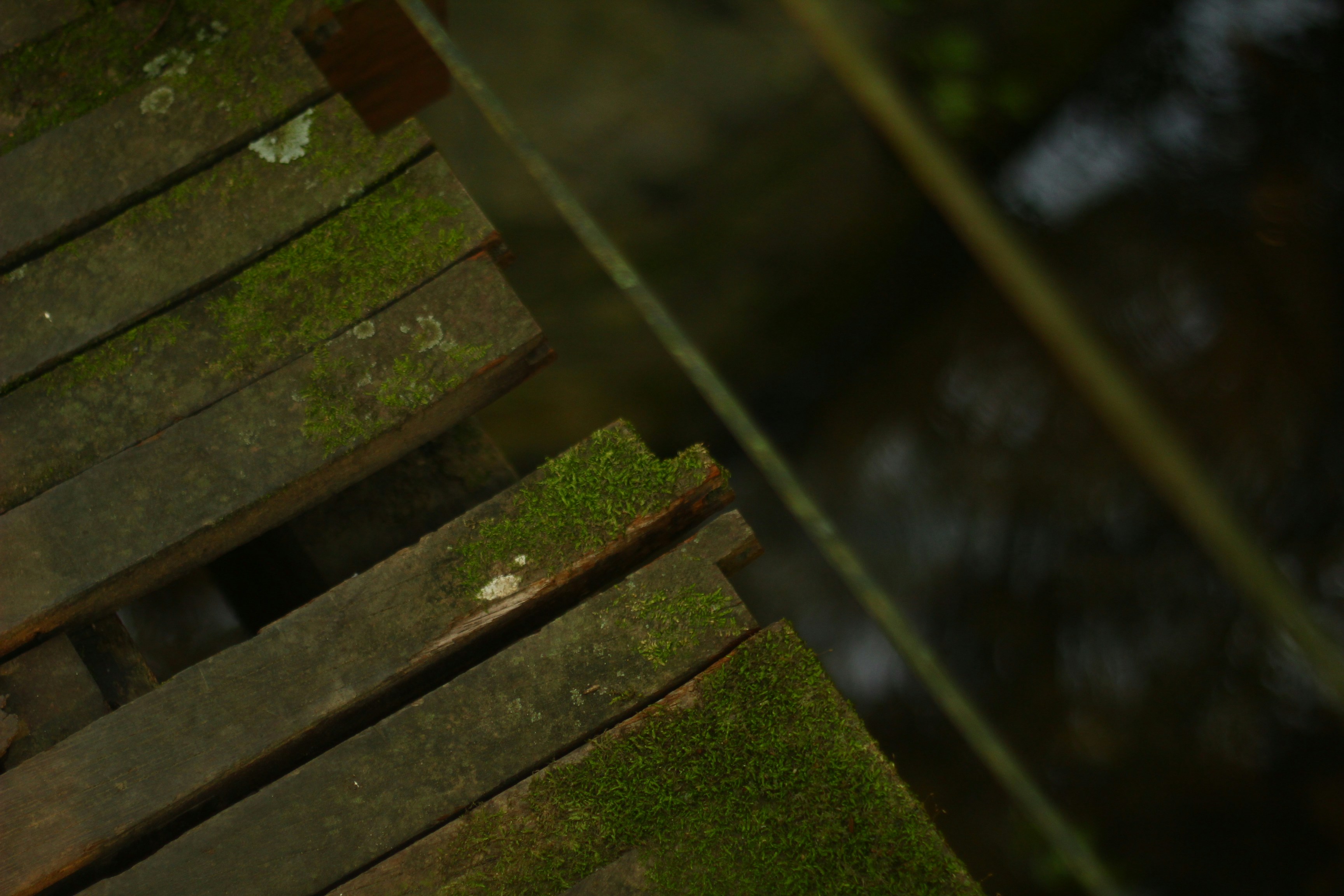 Mossy wooden planks over dark water