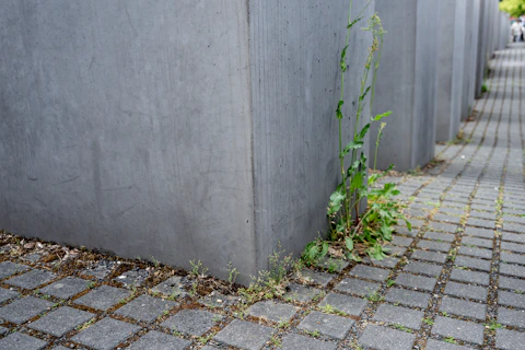 Weeds grow between grey concrete blocks and paved ground.