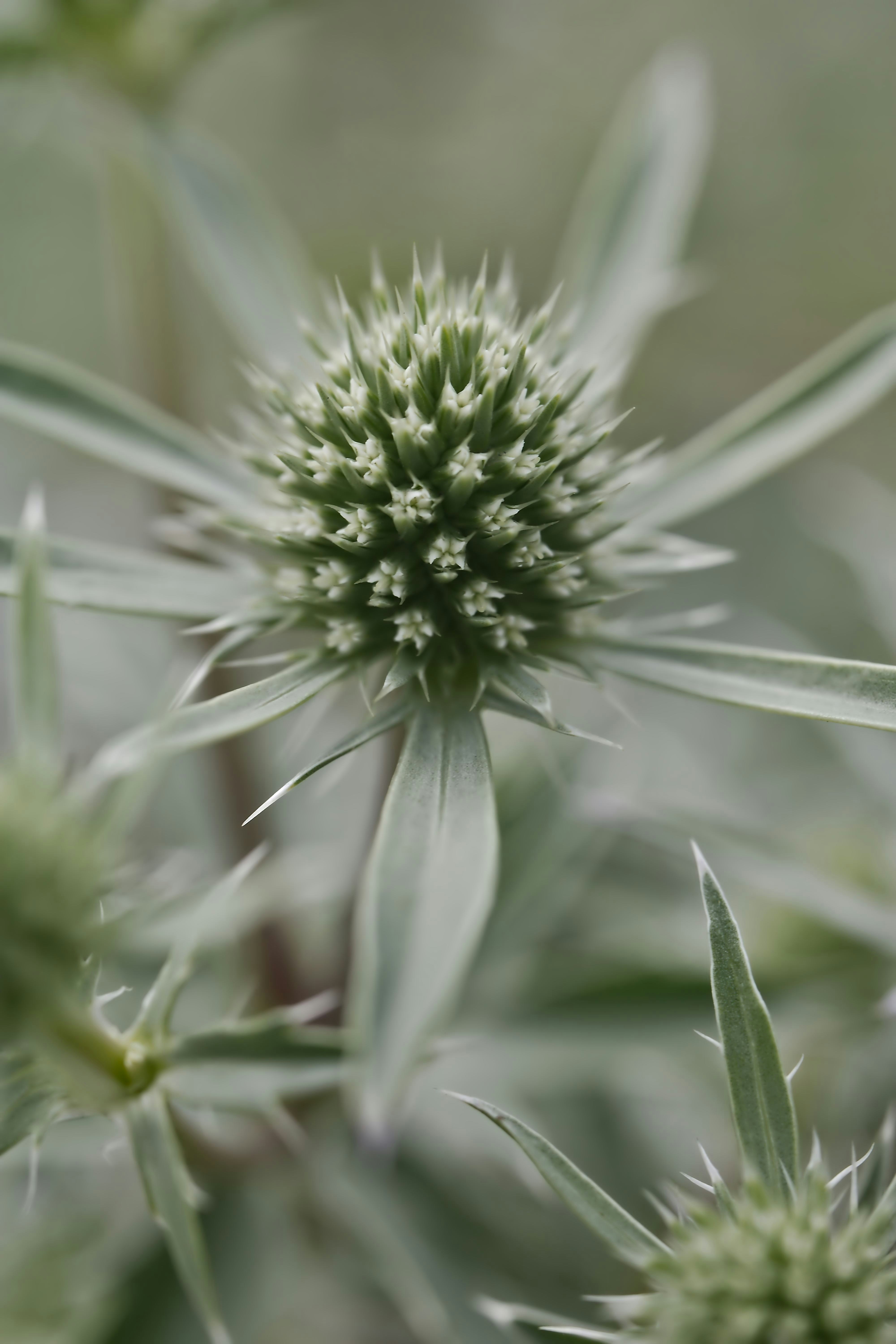 Spiky silver-green plant with a textured central flower