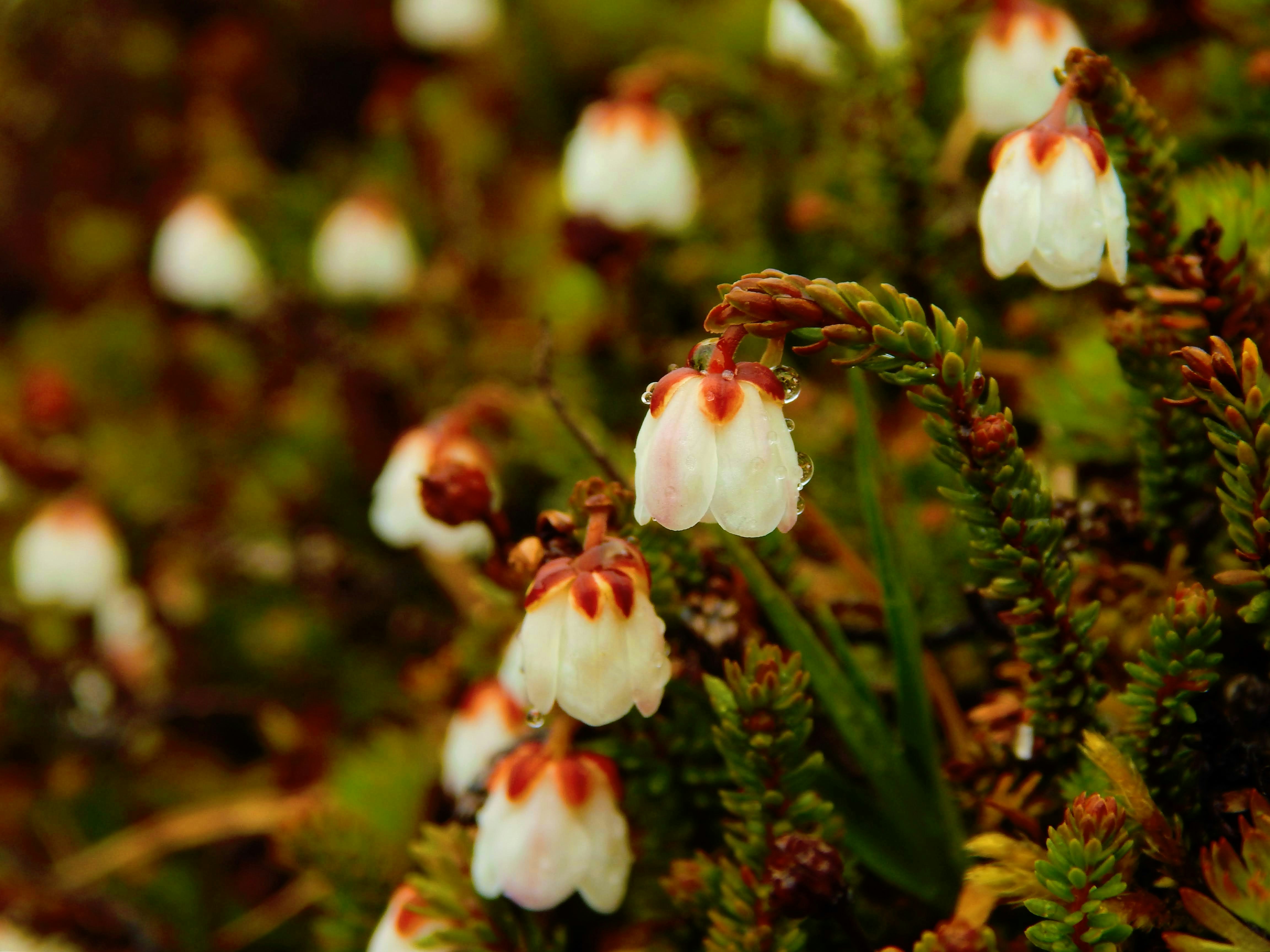 Delicate white bell flowers with red tips and water droplets.