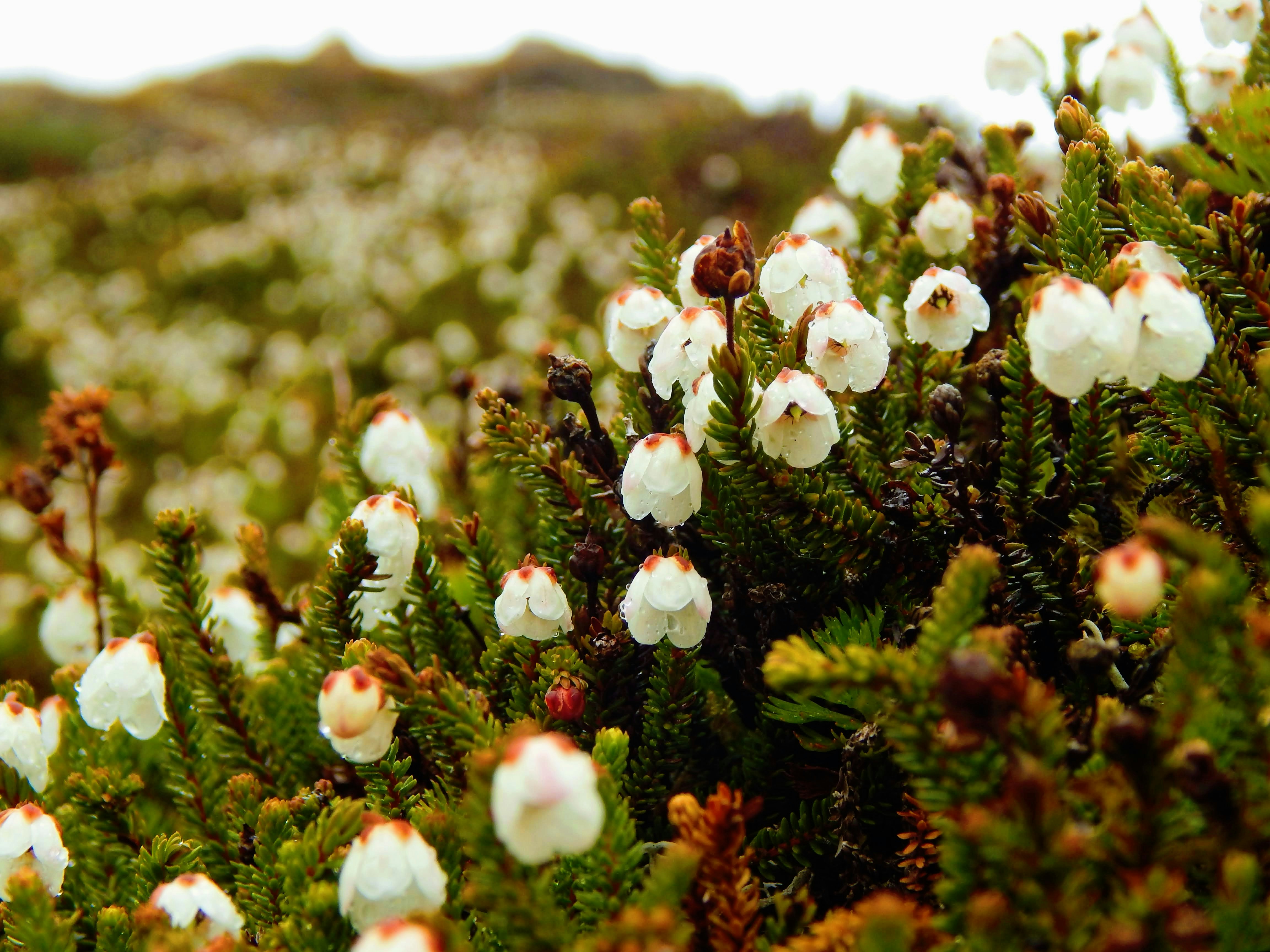 Small white bell-shaped flowers blooming on green plants.