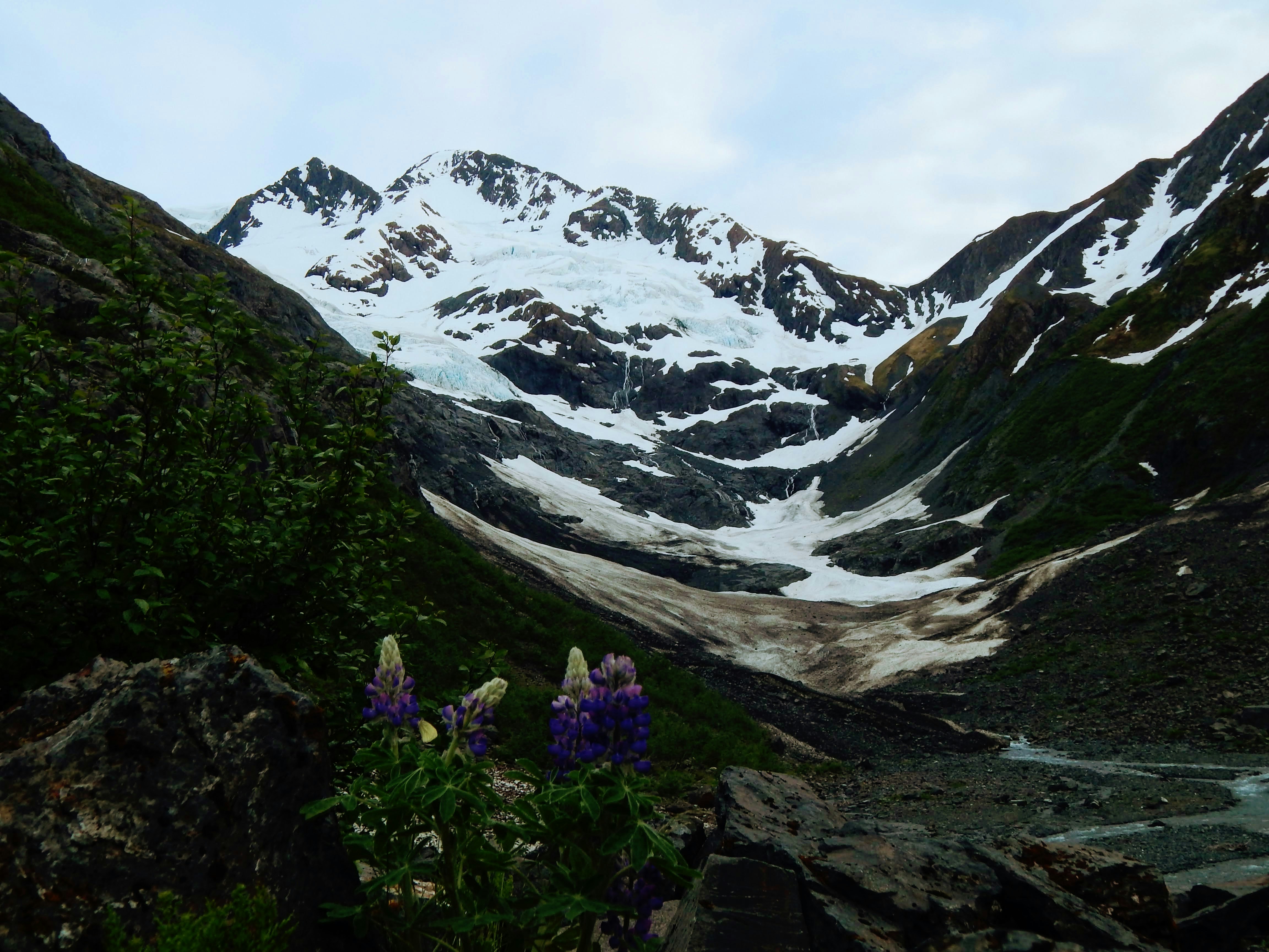 Purple flowers in front of a snow-capped mountain and glacier.