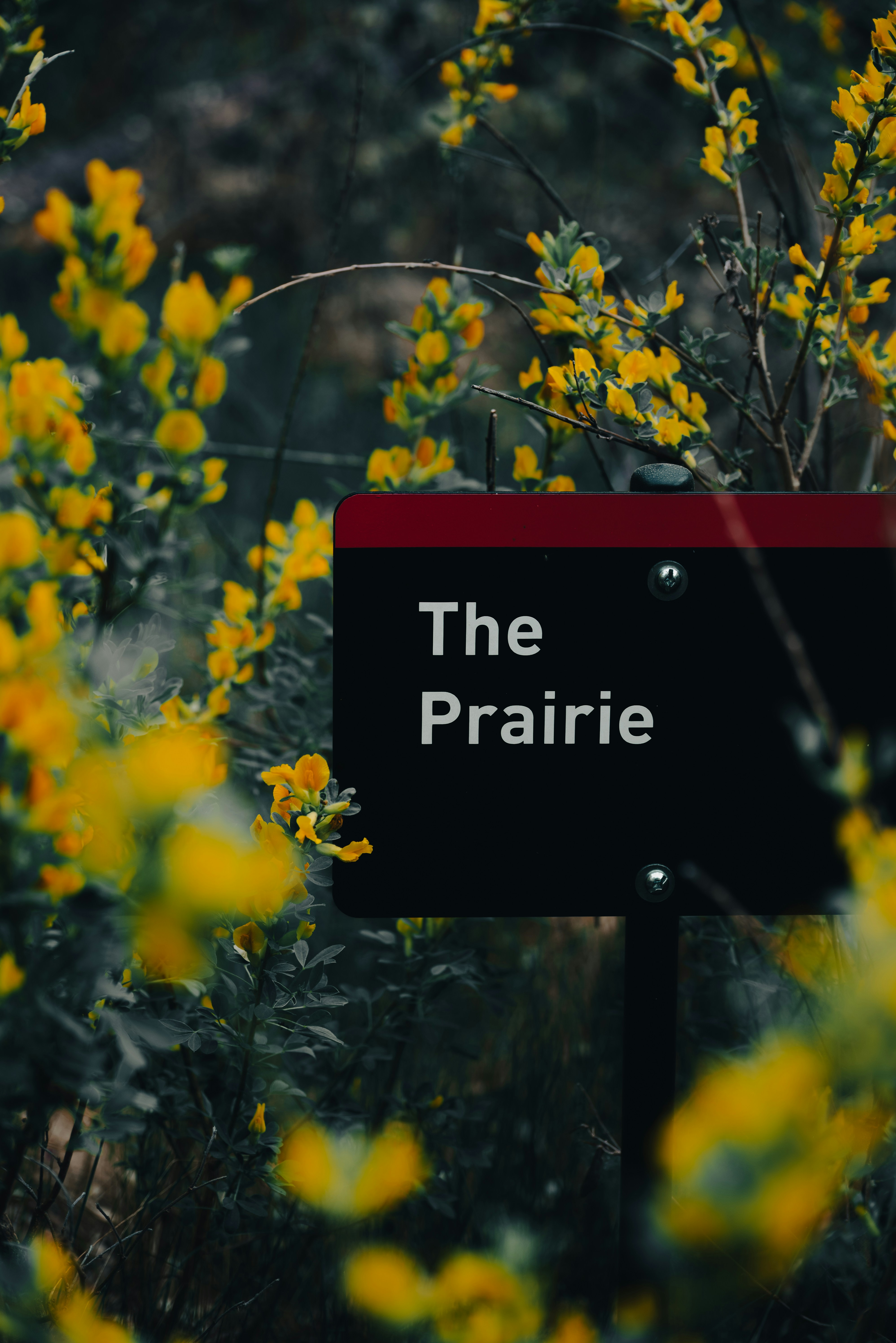 A sign reading "the prairie" surrounded by yellow flowers