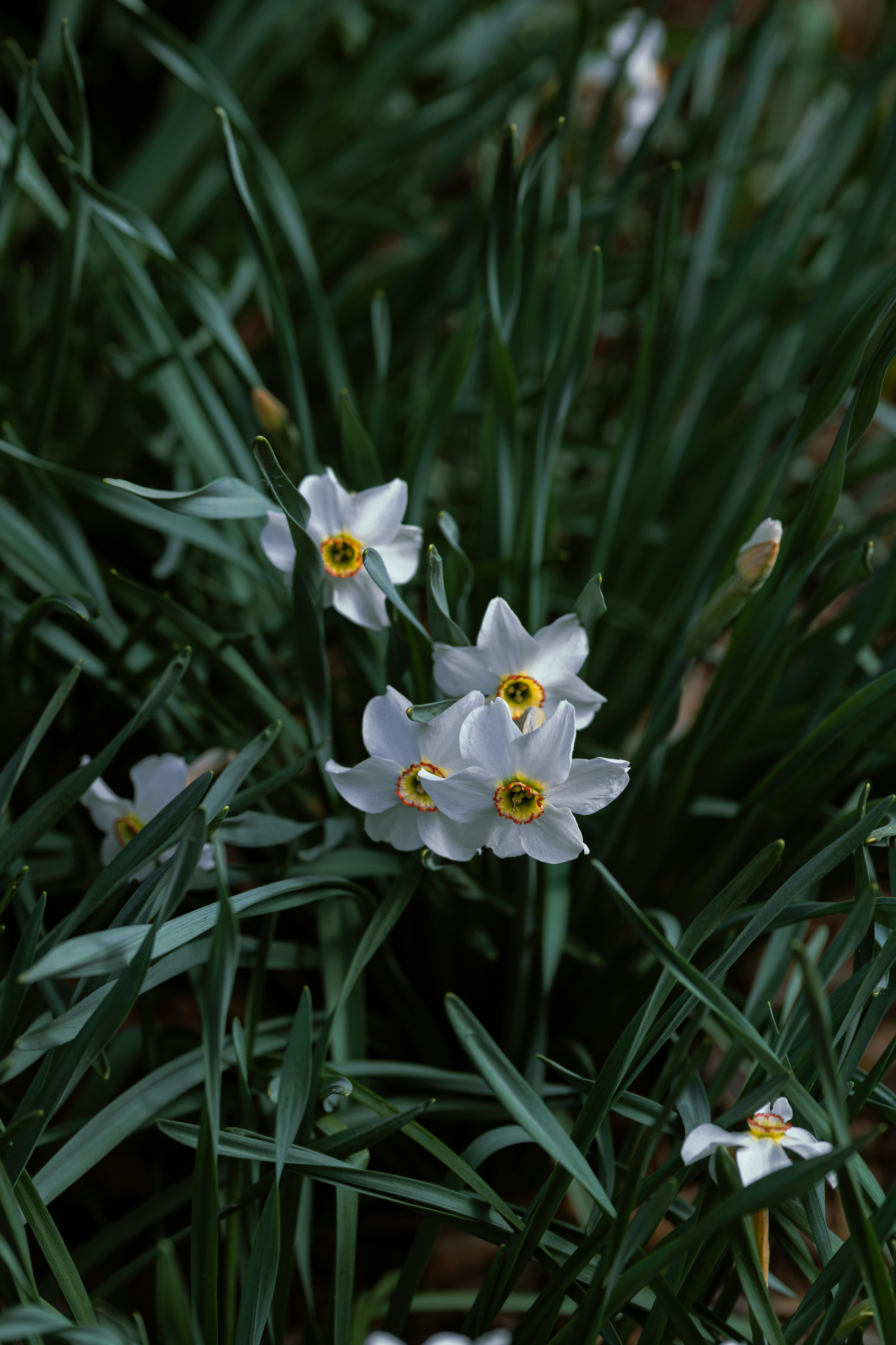 White daffodils with yellow centers bloom among green leaves