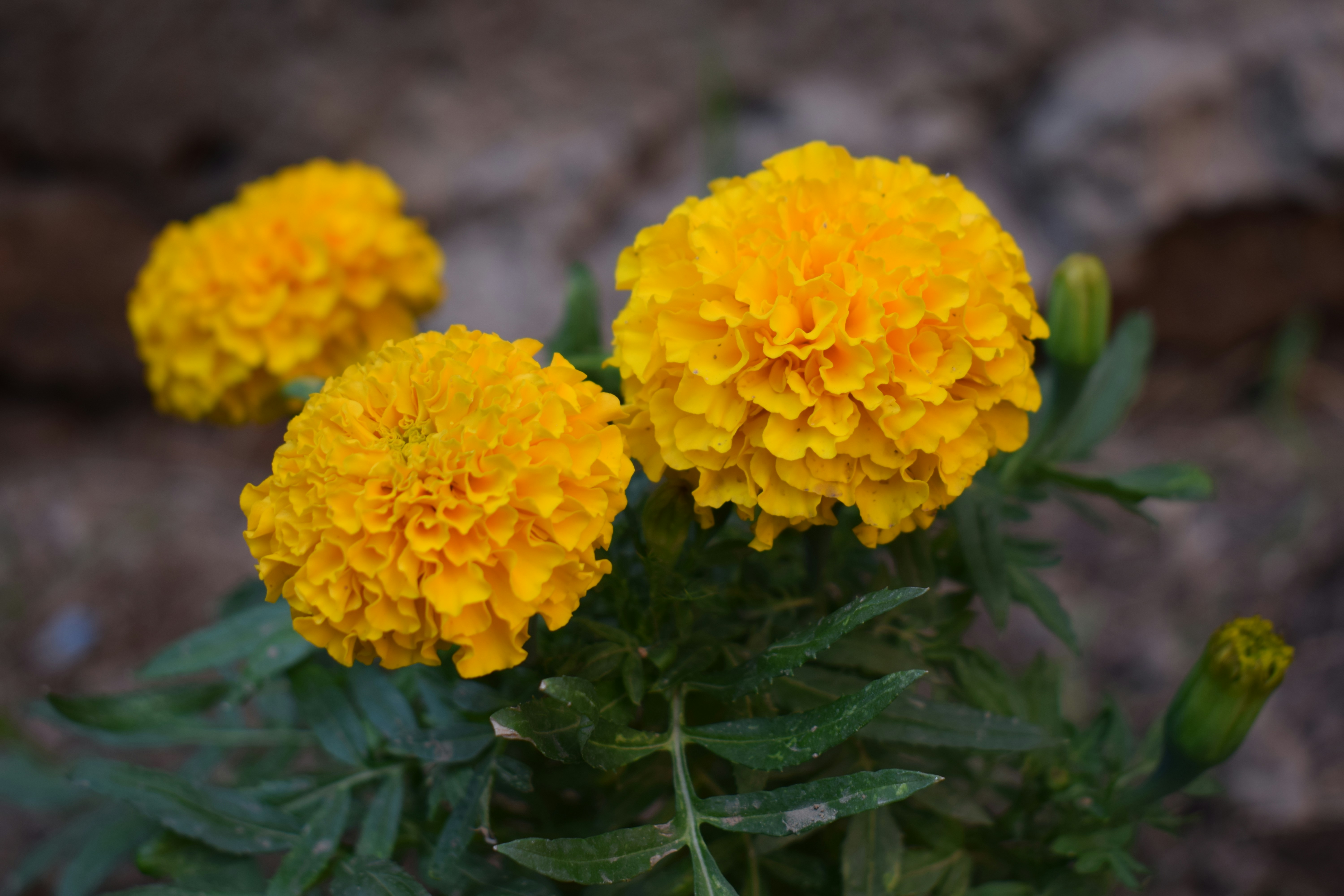 Three vibrant yellow marigold flowers blooming with green leaves.