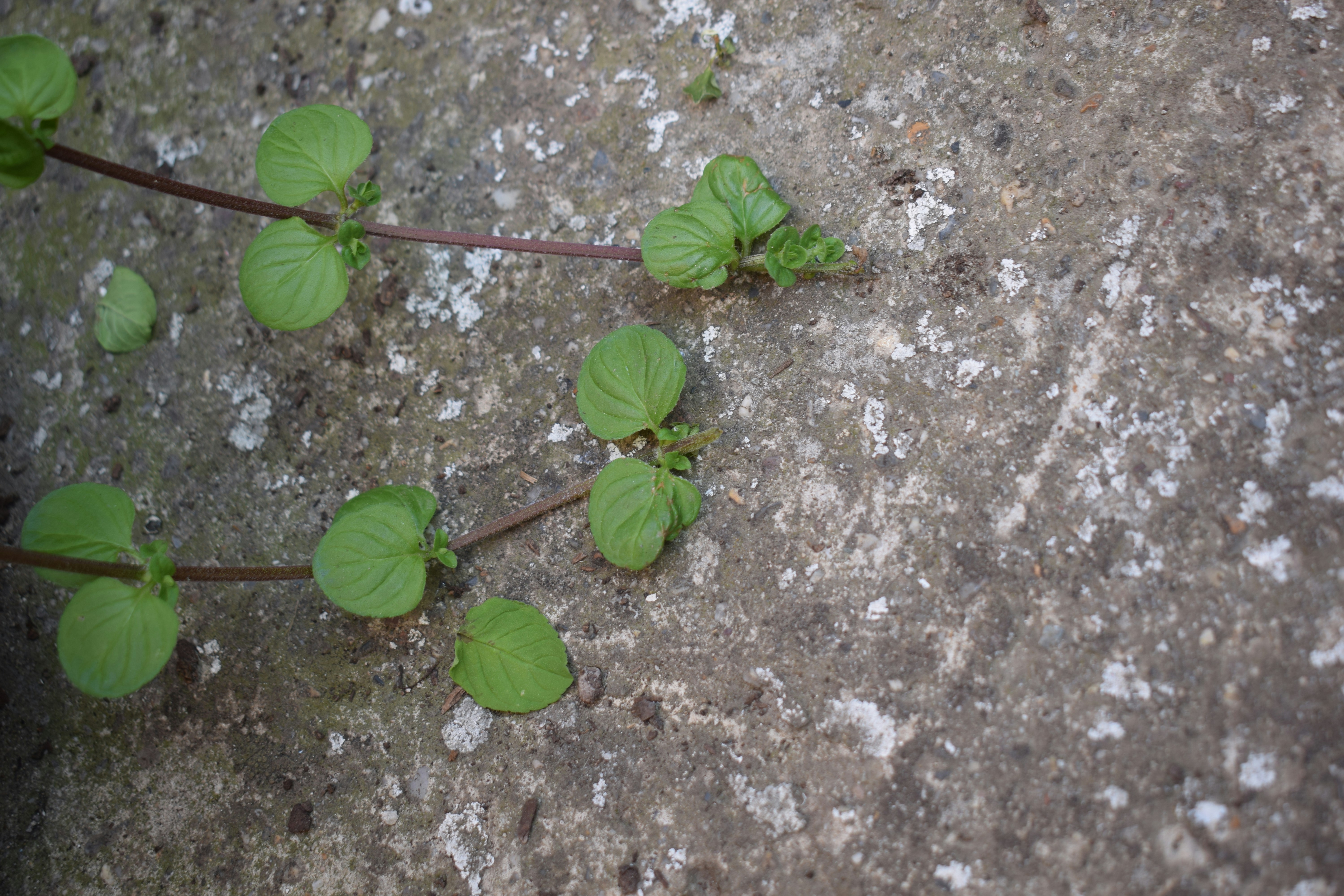 Small green plants with round leaves growing on grey concrete.