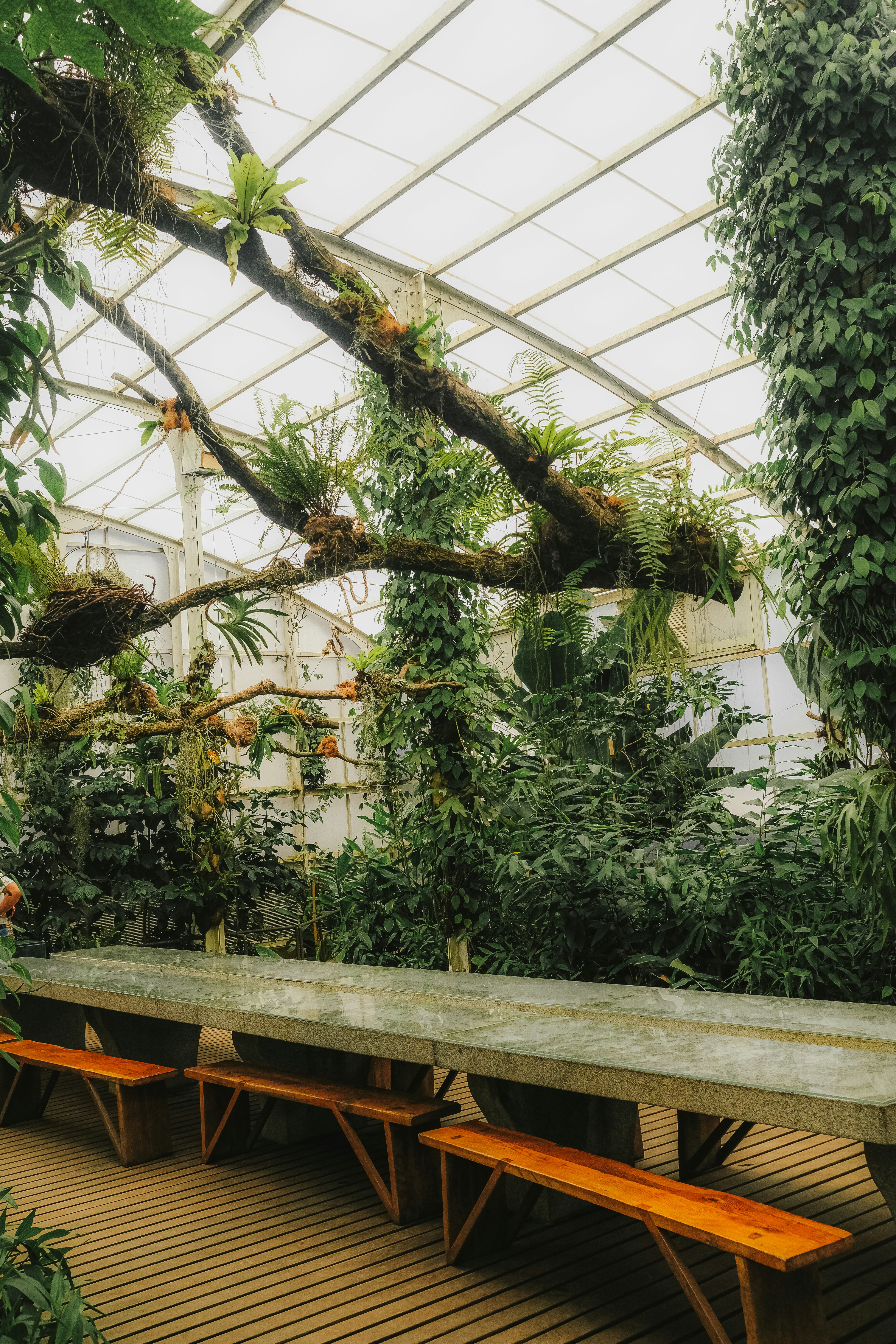 Lush greenhouse interior with a long table and benches.