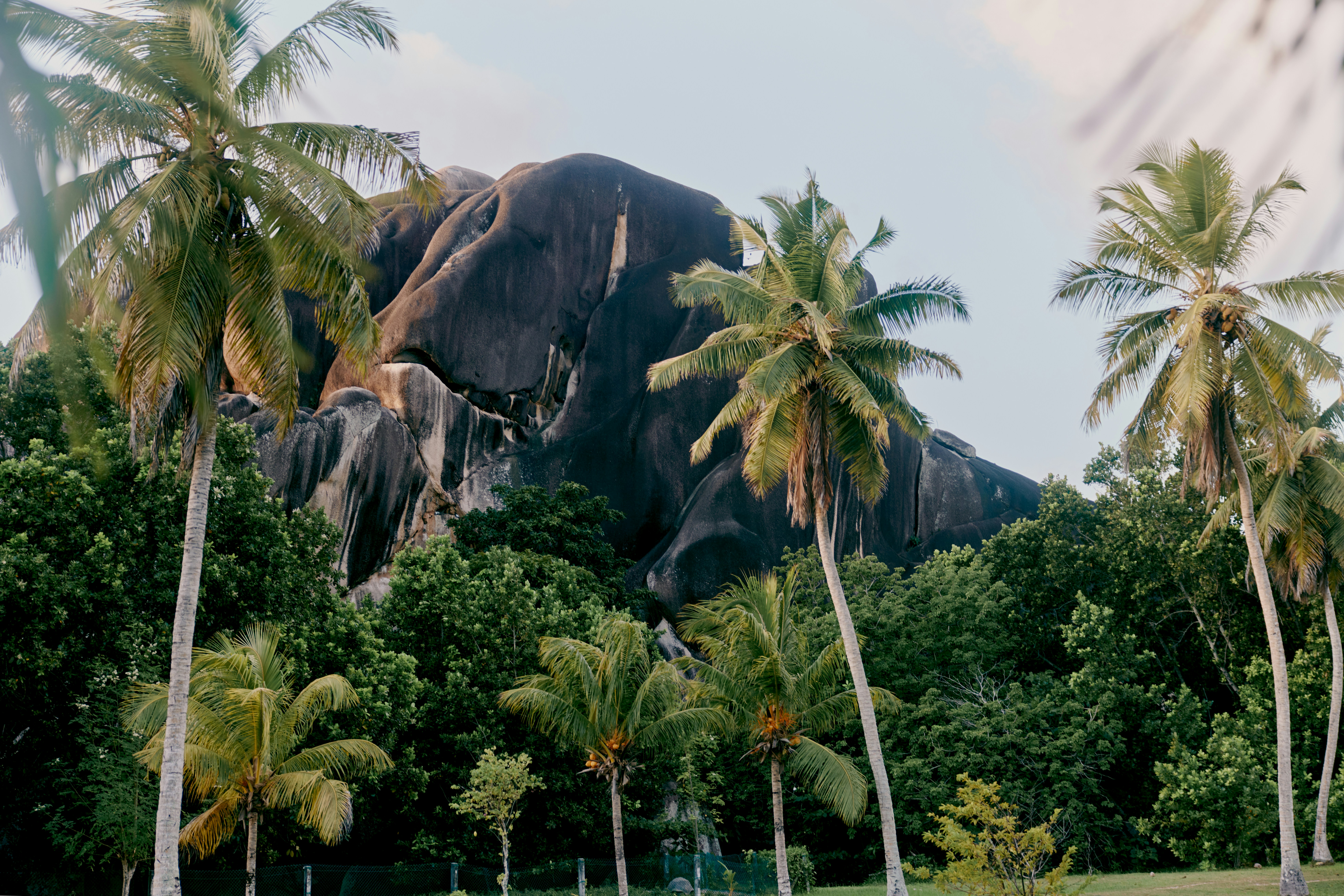 Towering rock formation surrounded by tropical palm trees