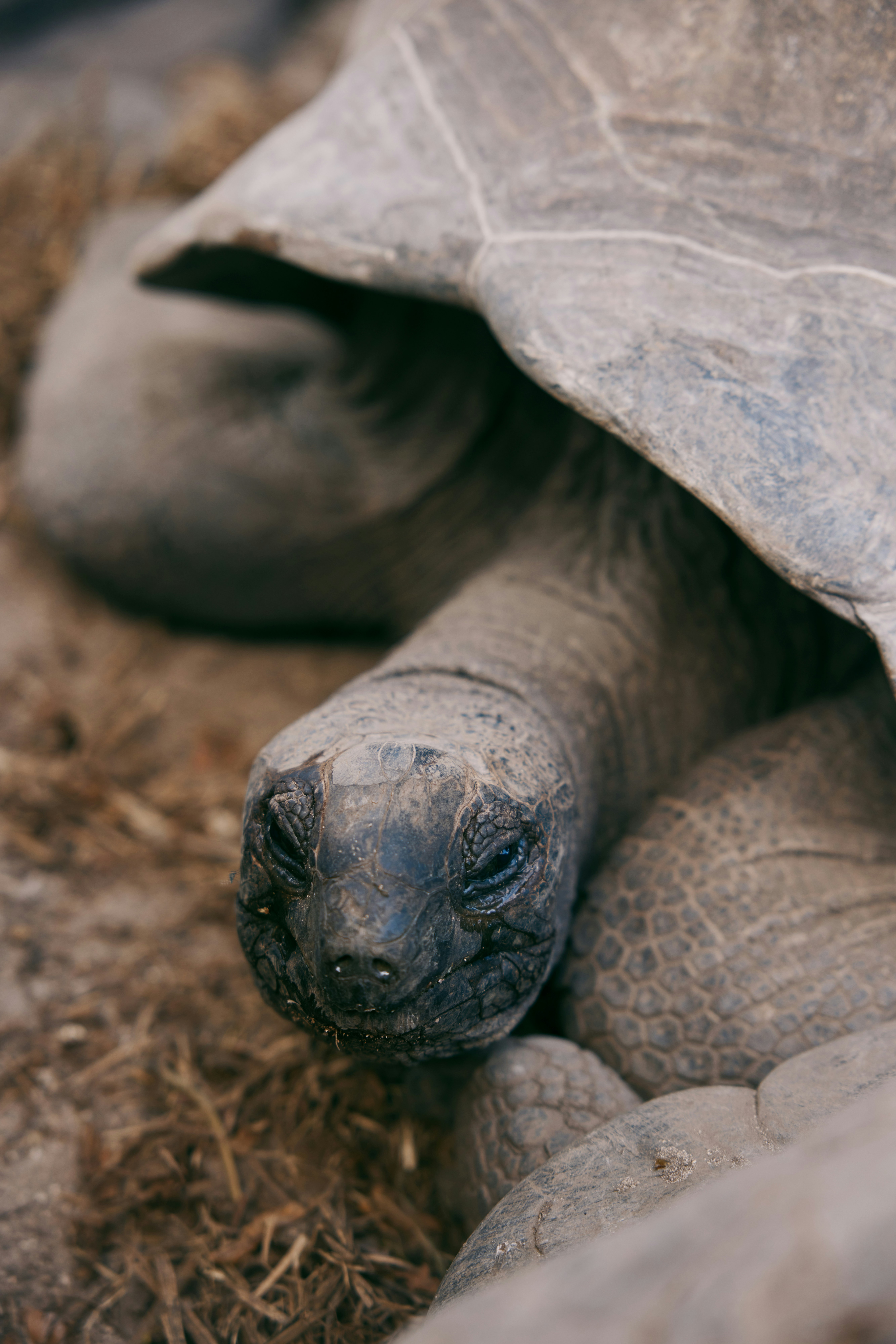 Tortoise peeking out from under its shell