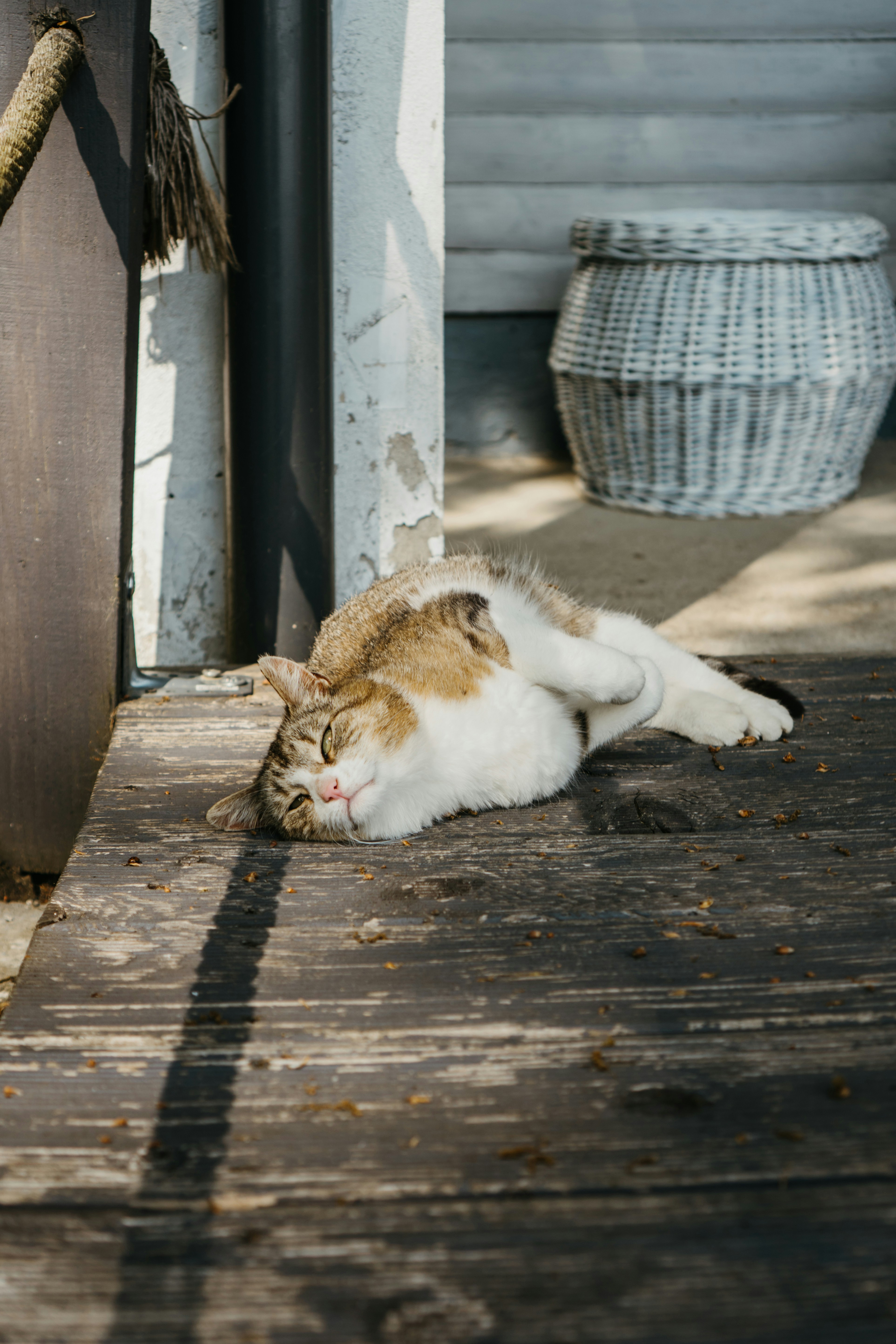 Cat napping on a sunny wooden porch