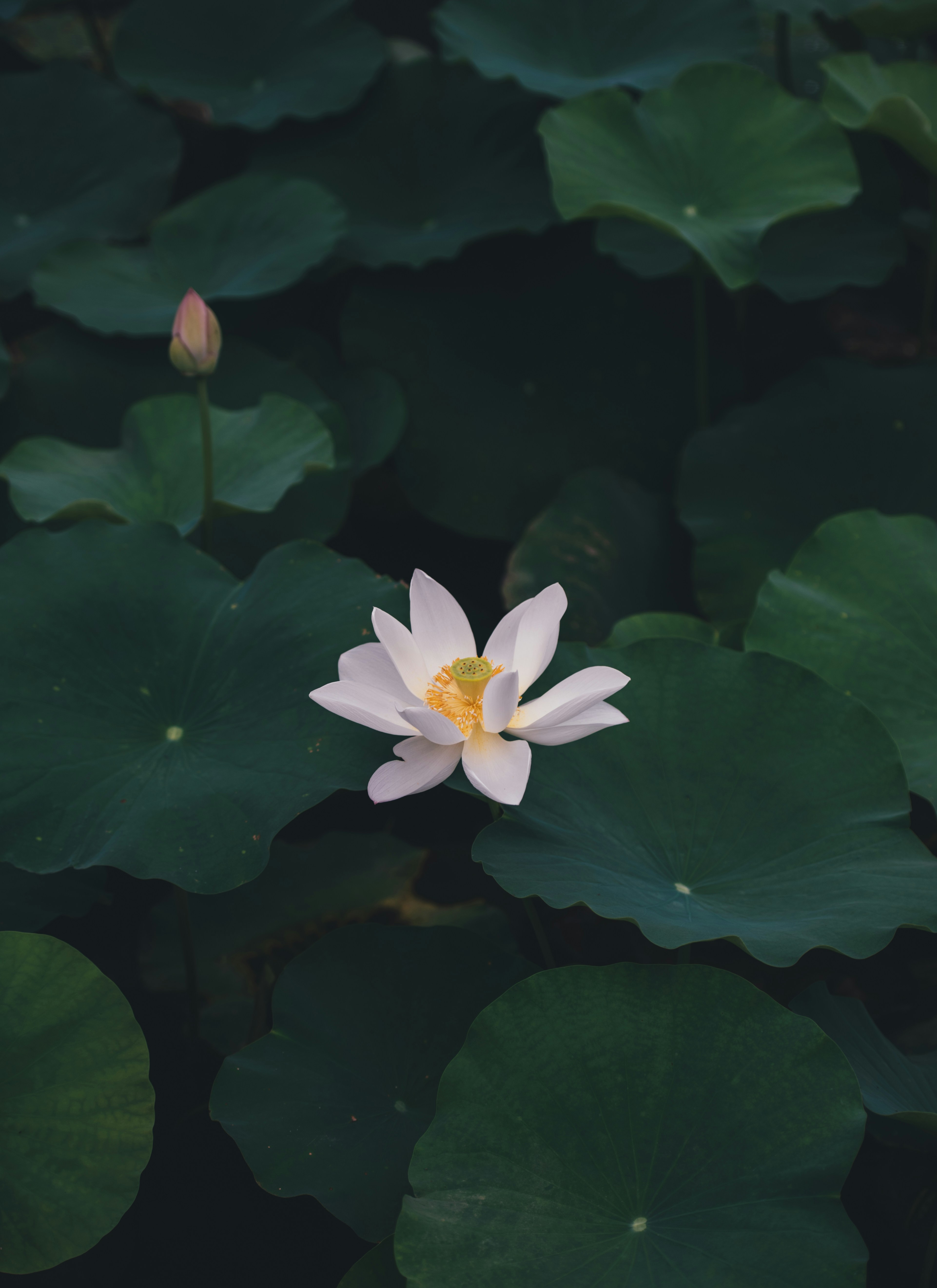 A white lotus flower blooms among dark green lily pads