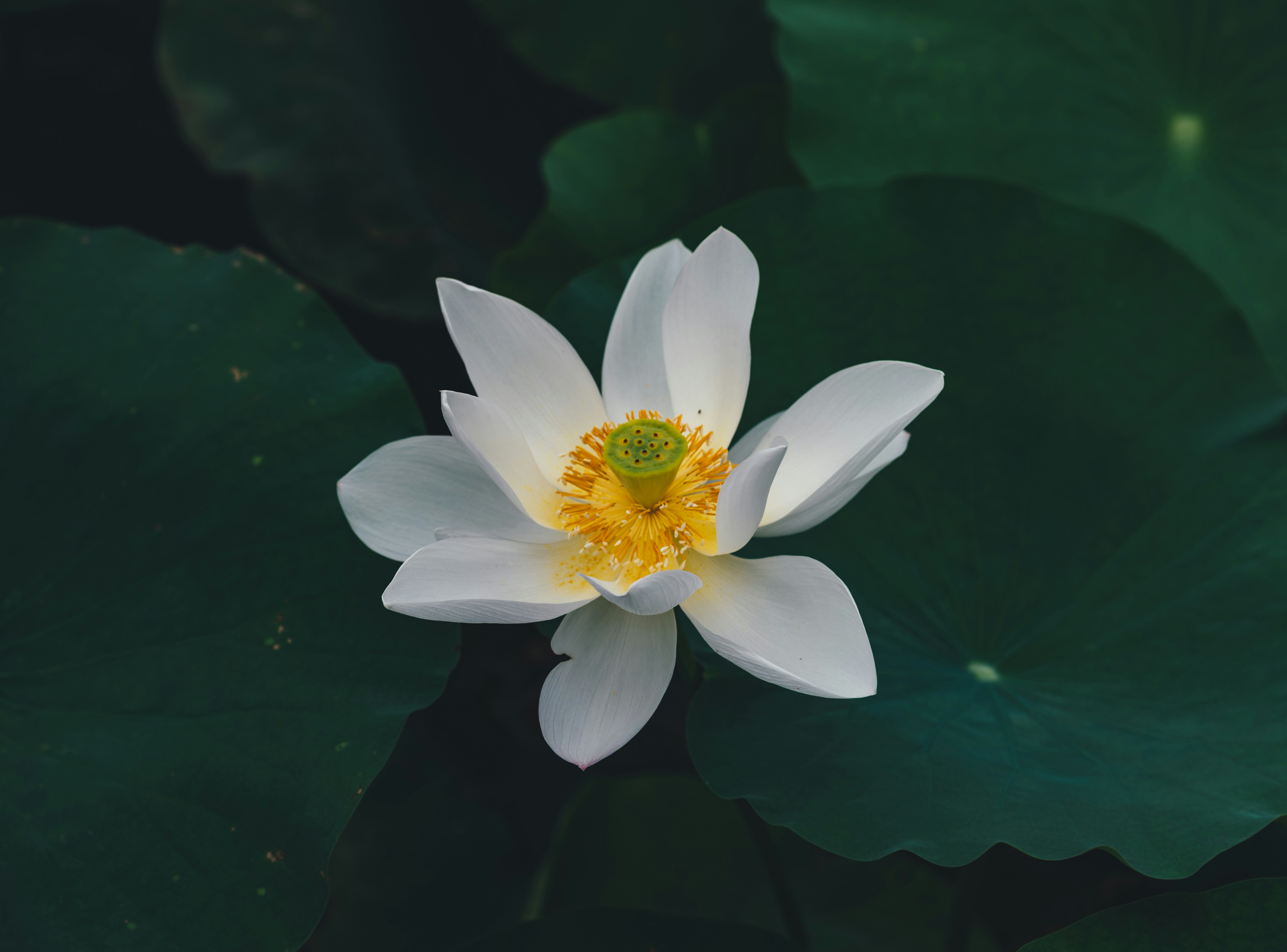白蓮