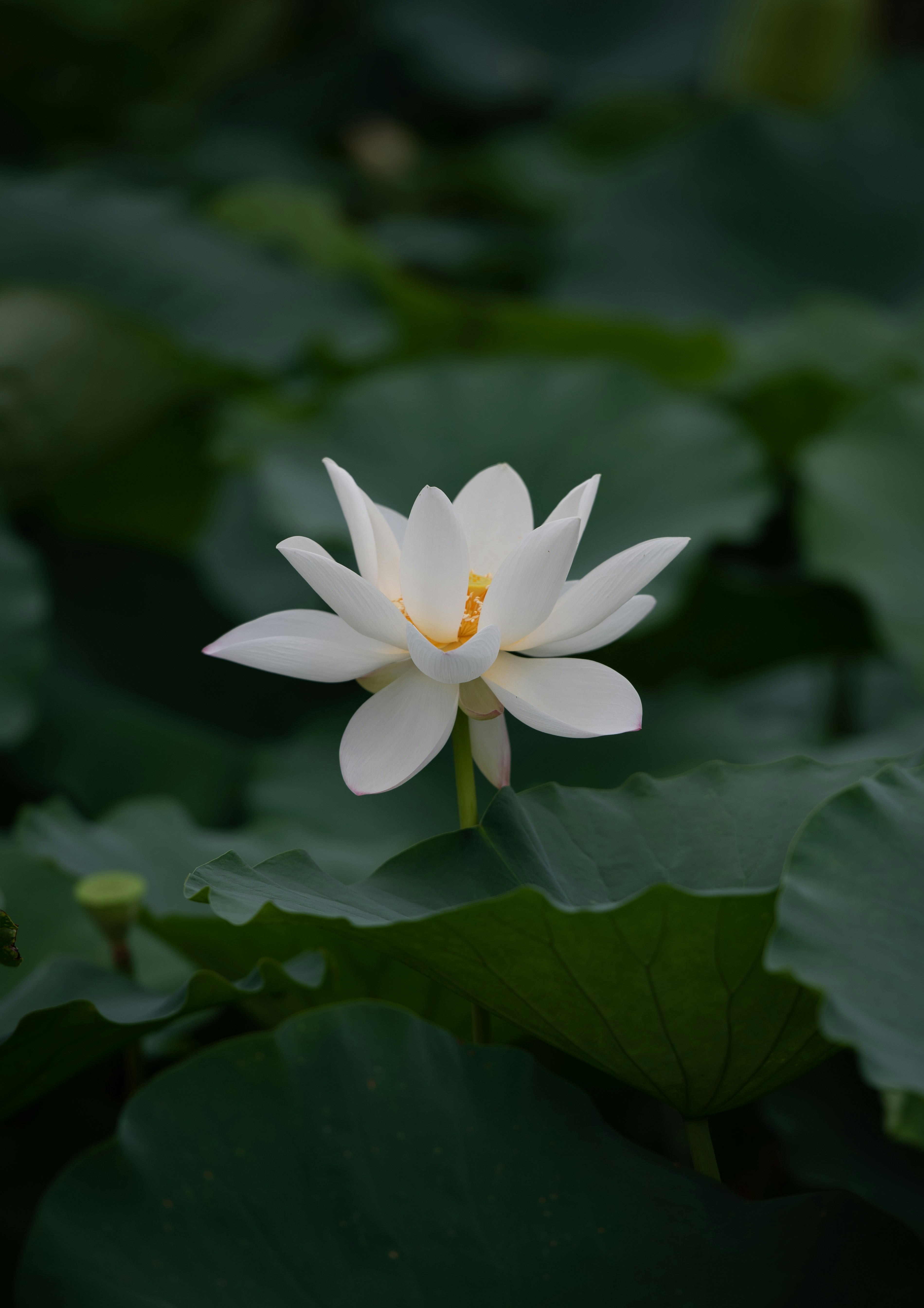 A beautiful white lotus flower surrounded by green leaves