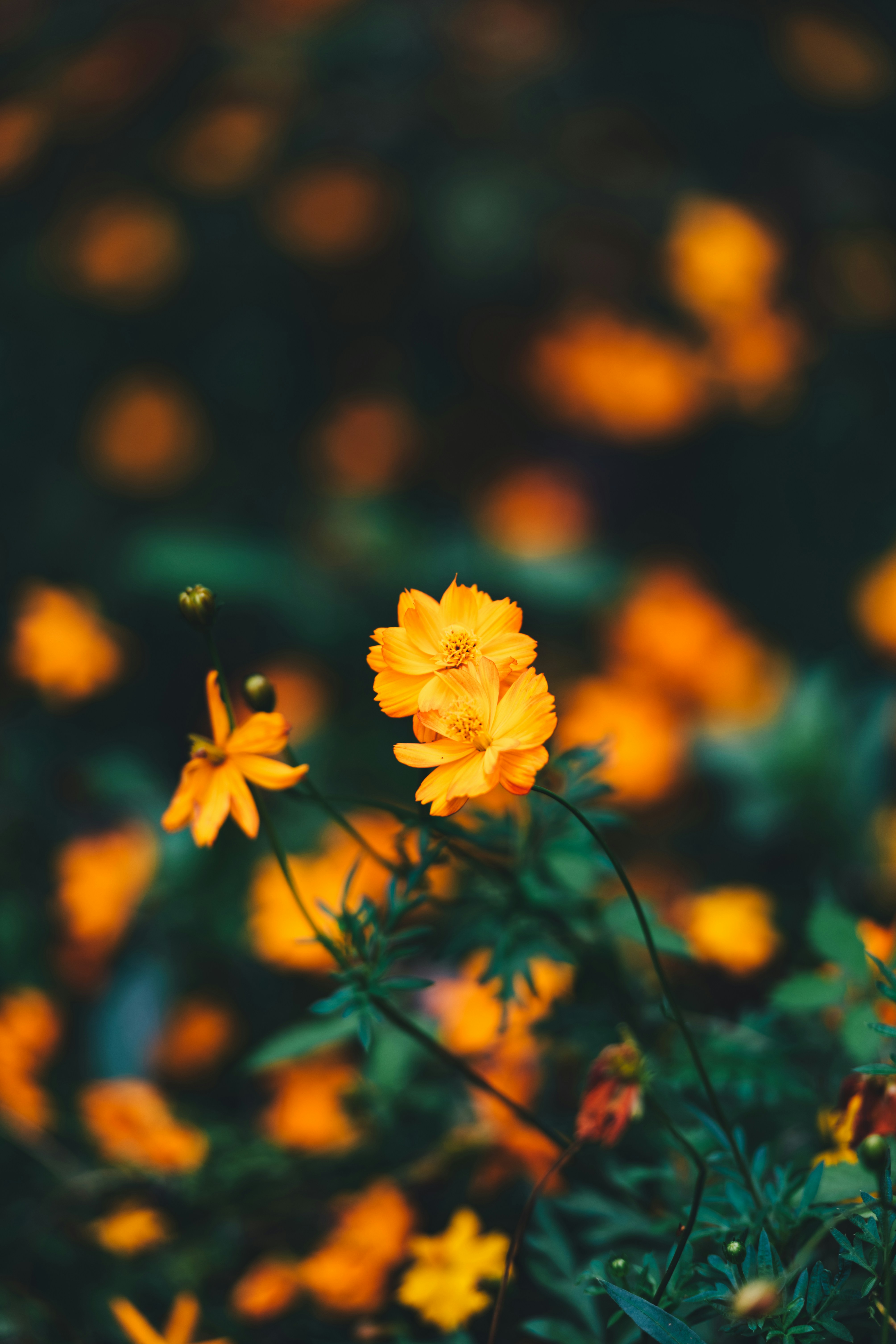 Vibrant yellow-orange cosmos flowers blooming in a garden