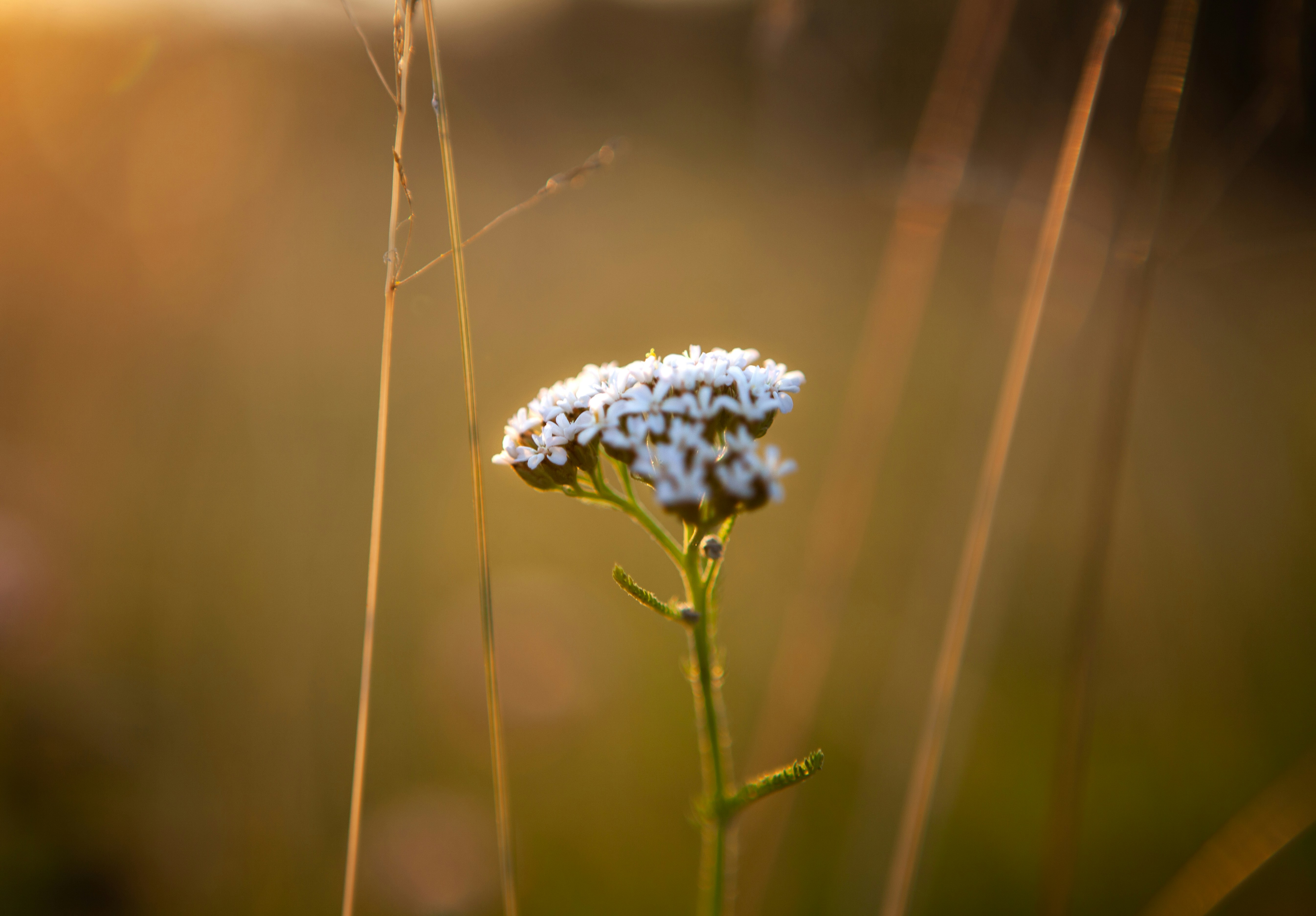 Delicate white wildflower against a soft, golden background.