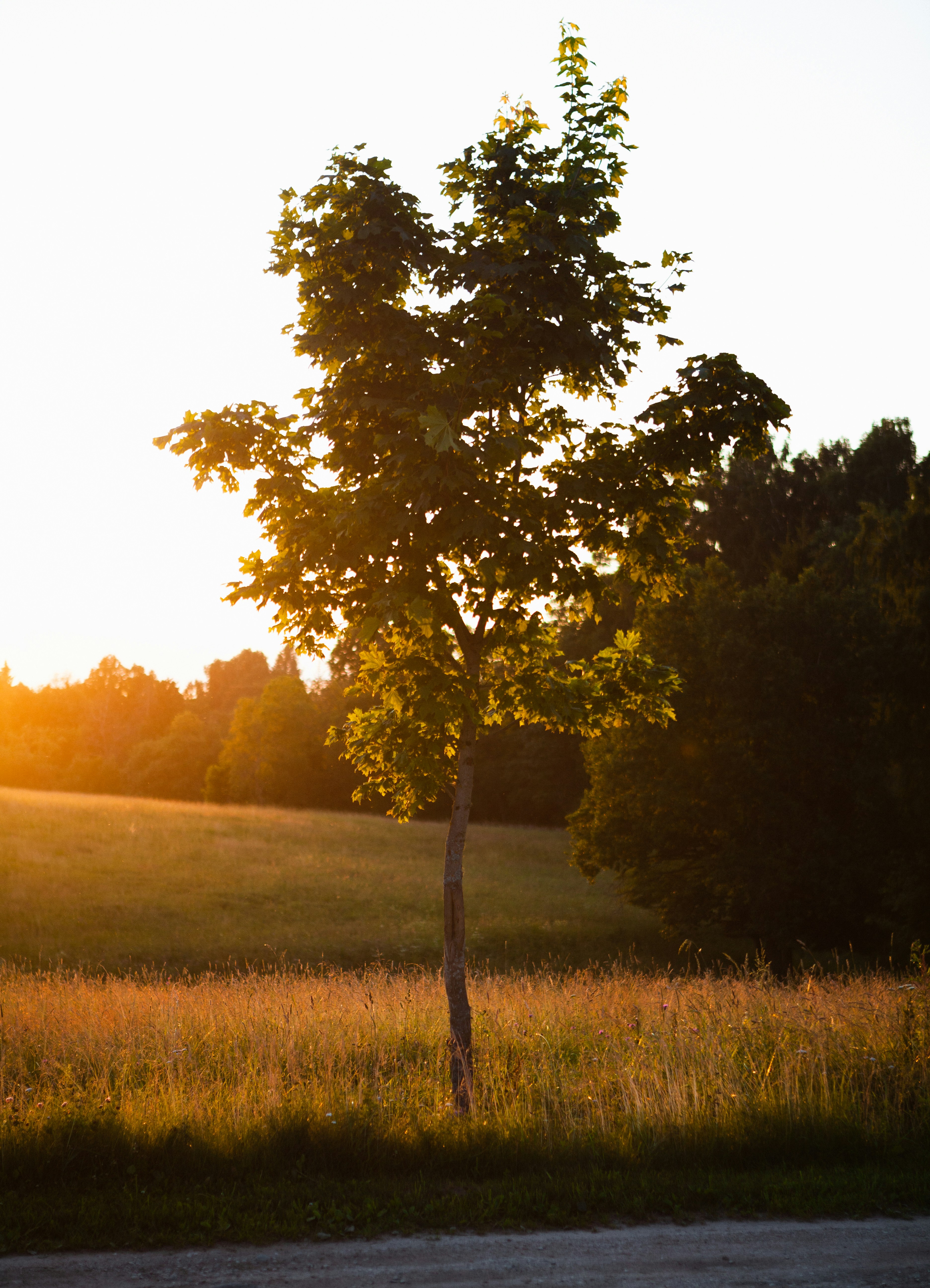 A lone tree stands in a golden field at sunset.