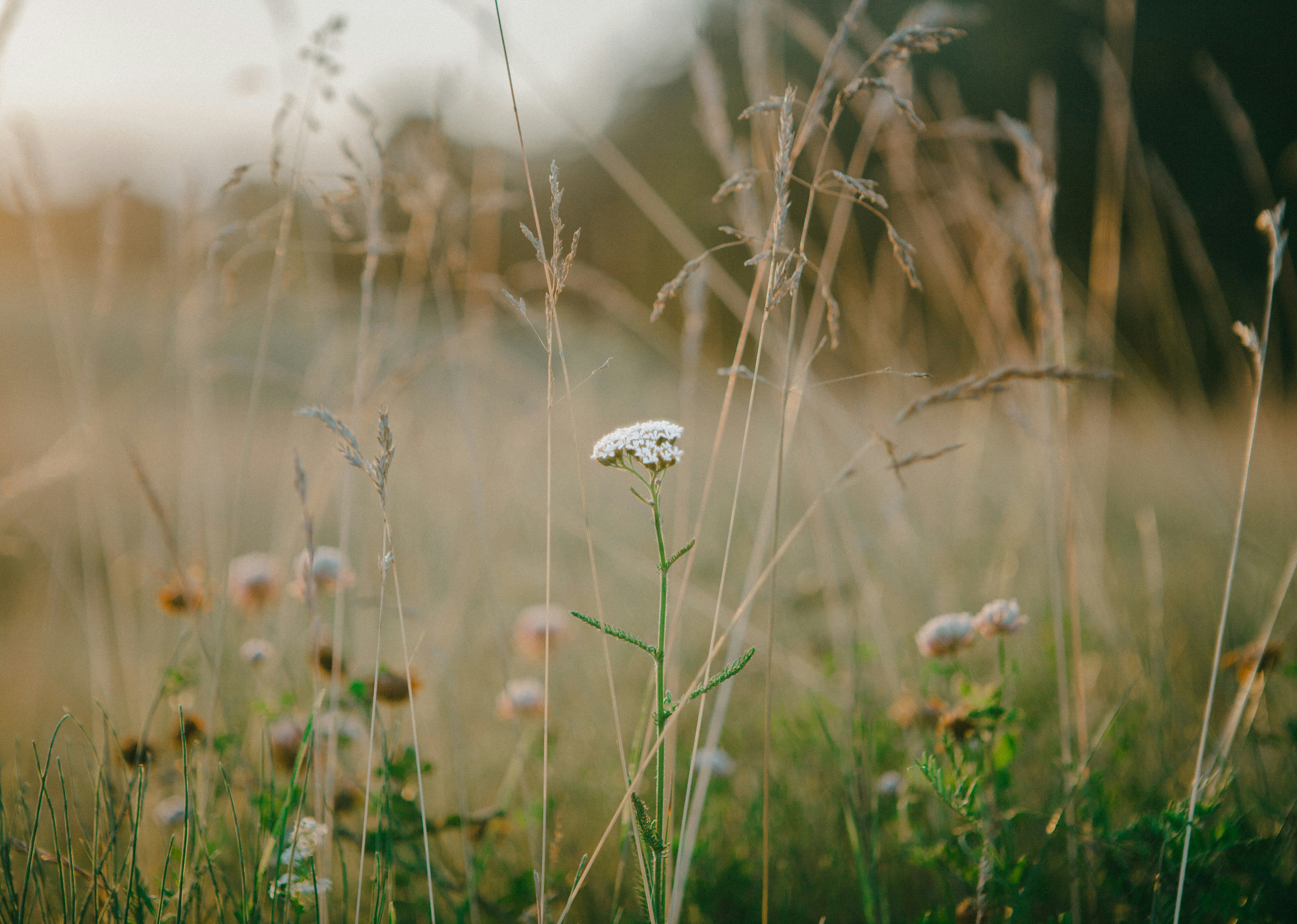 White flower blooming in a golden field of grass.