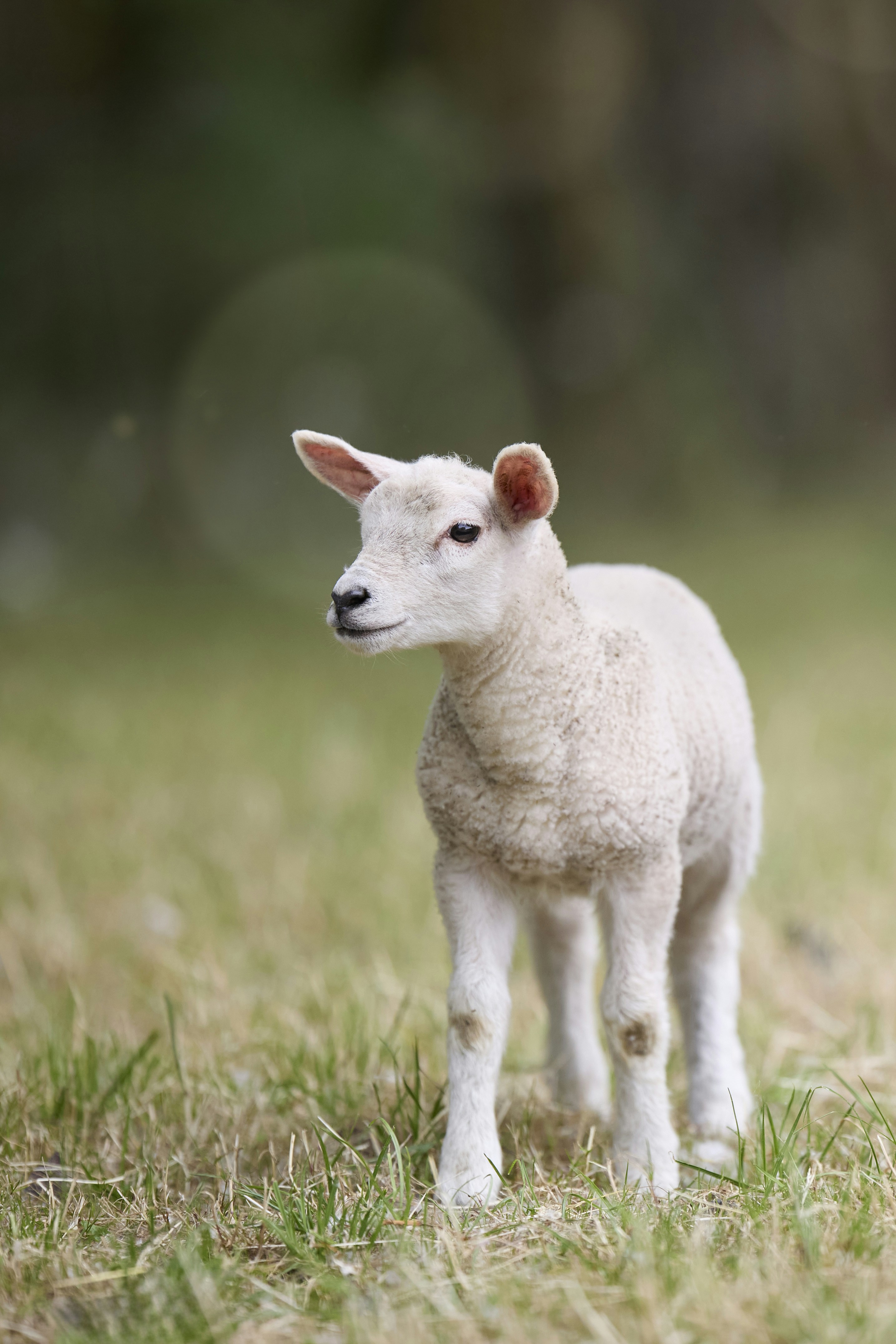 A cute white lamb stands in a grassy field