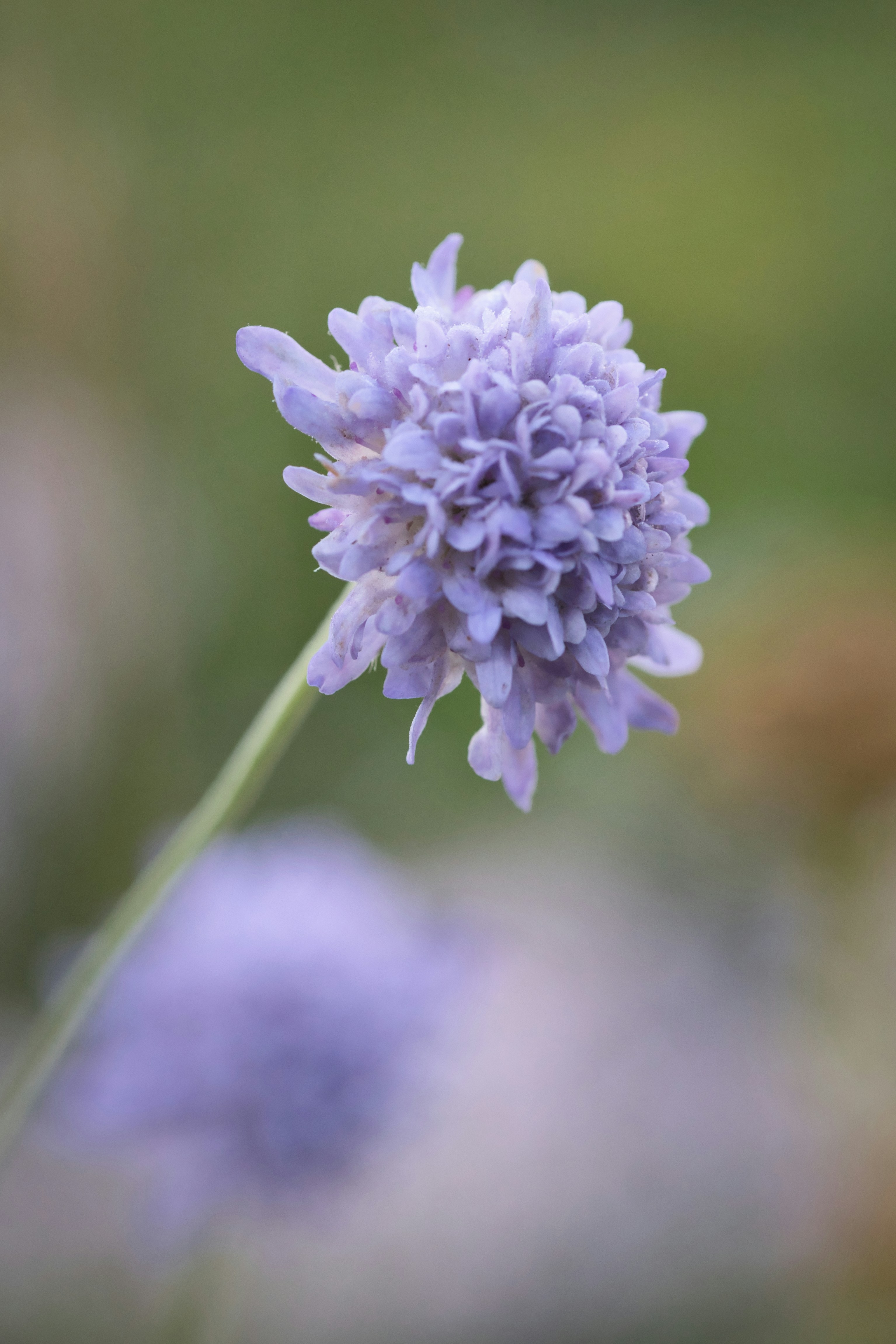 Acker Witwenblume