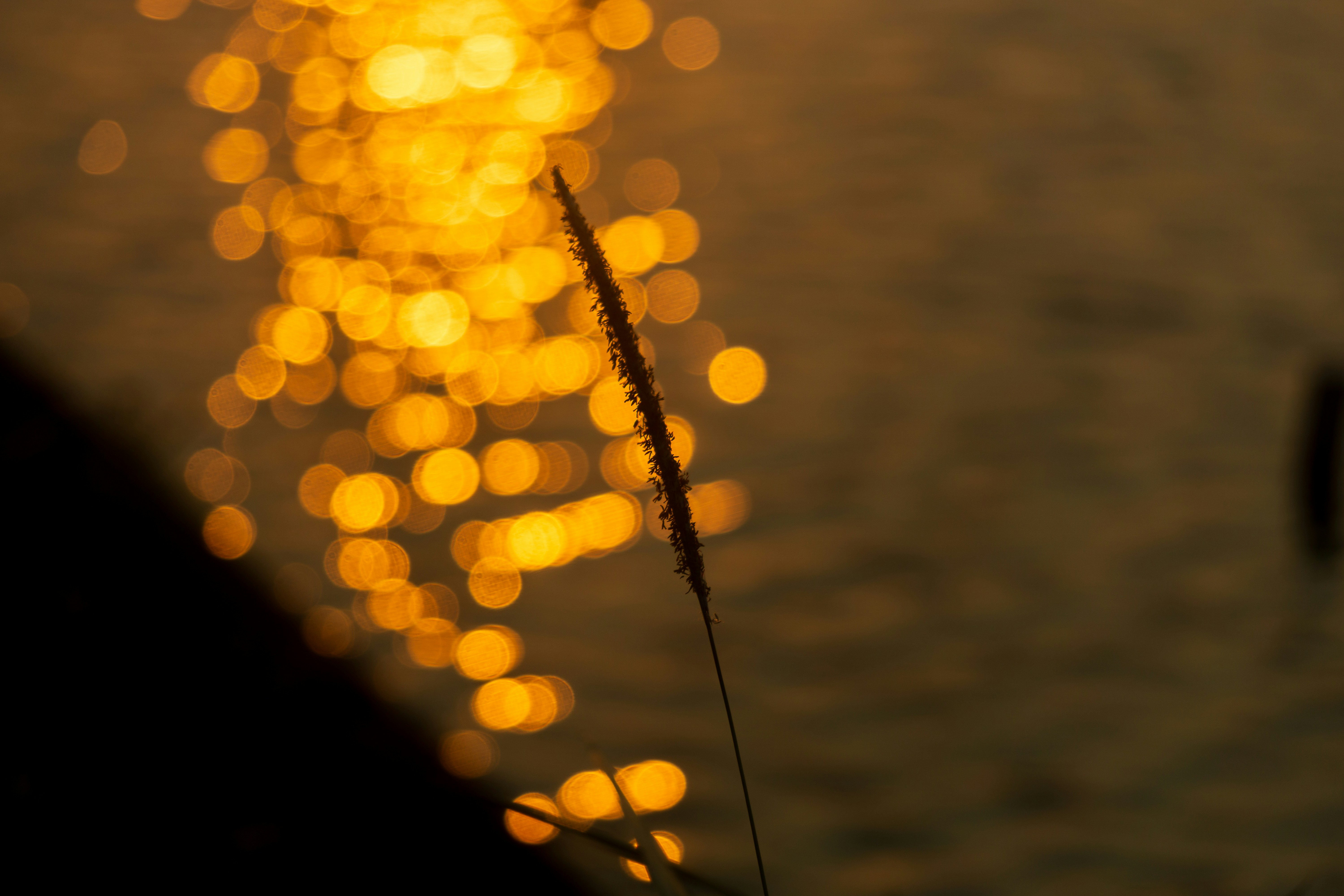Silhouette of grass against golden water reflections at sunset - Free ...