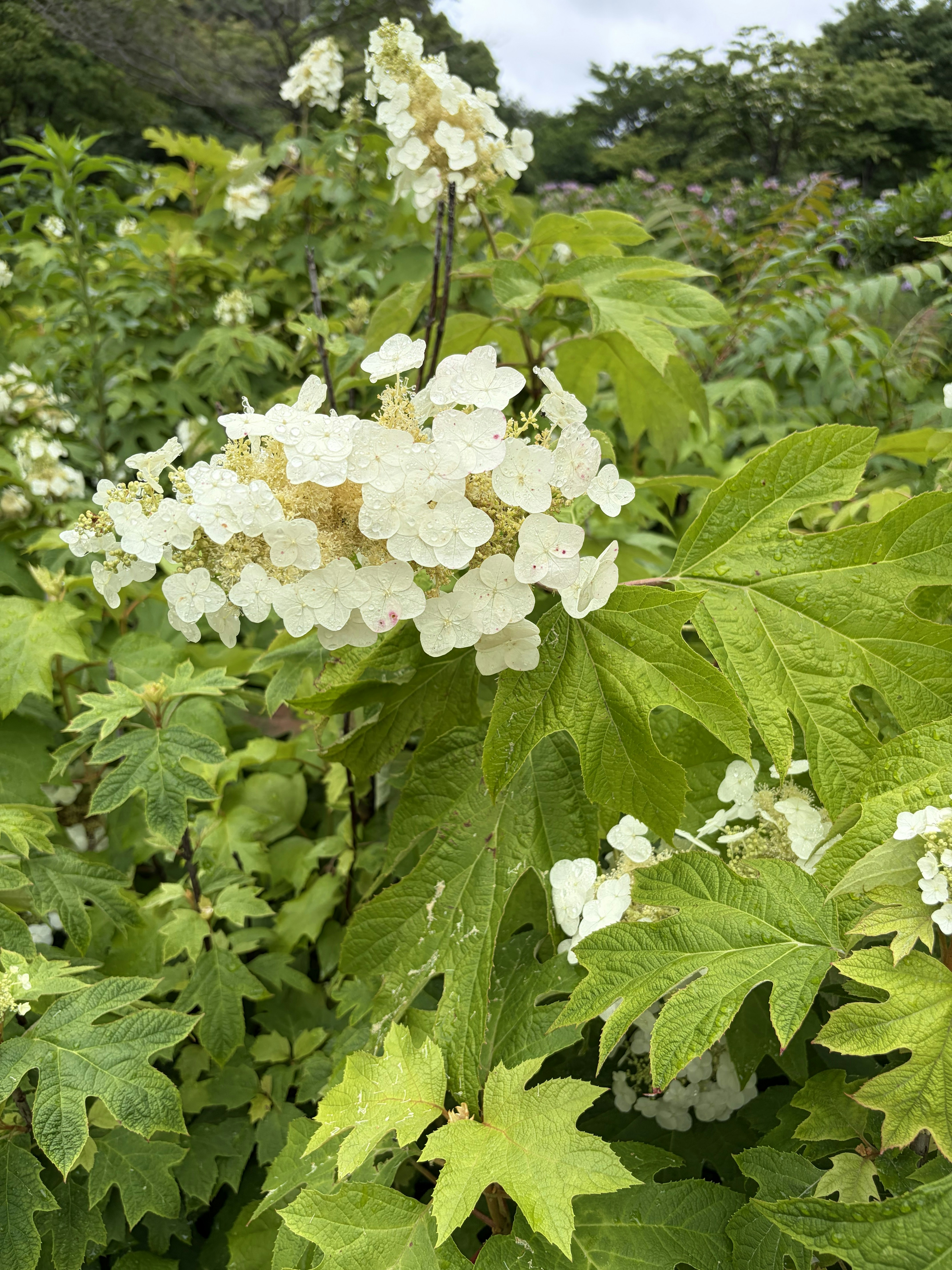 White oakleaf hydrangea flowers blooming amidst green leaves