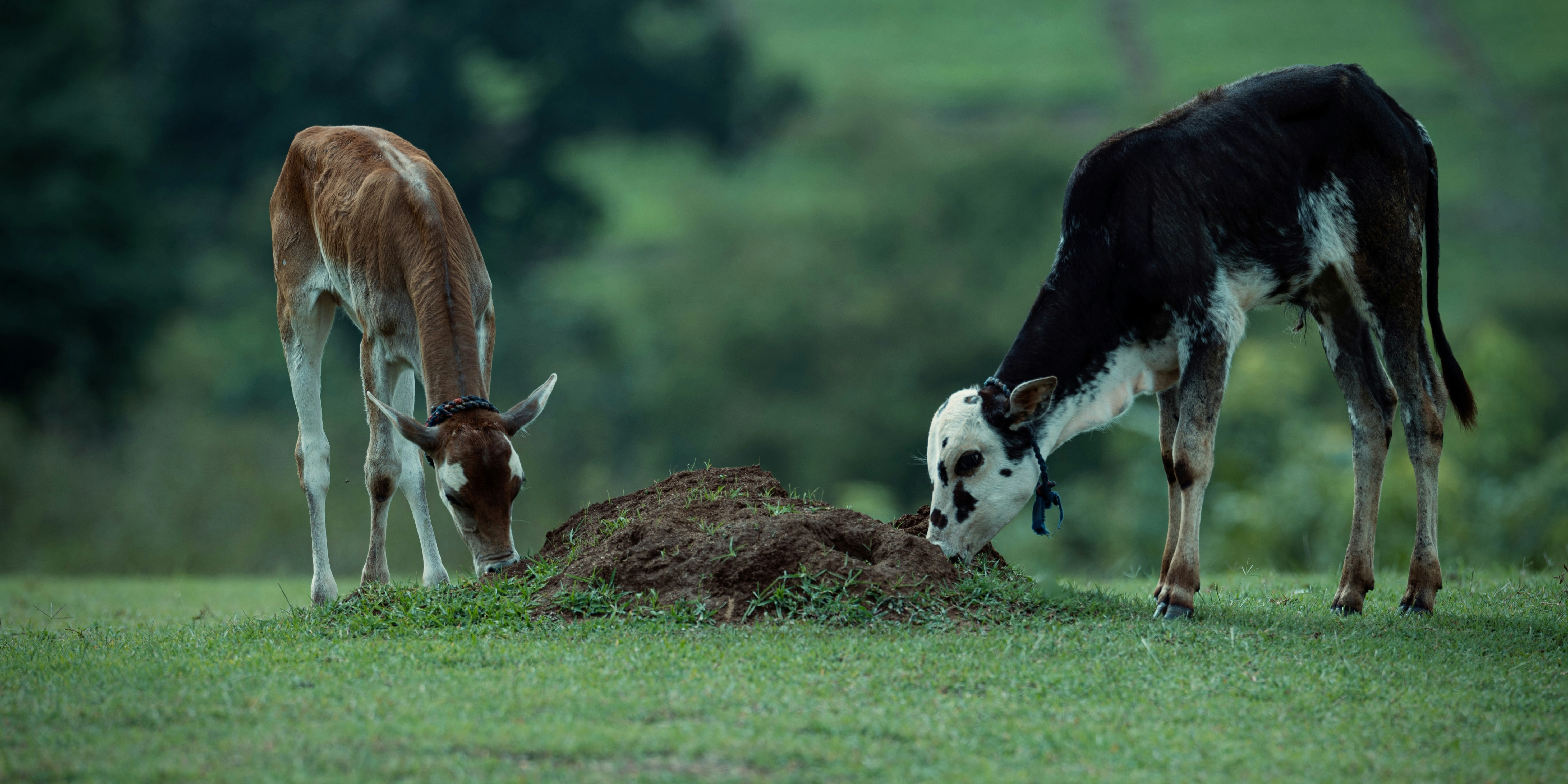 Two fawns grazing in a green field.
