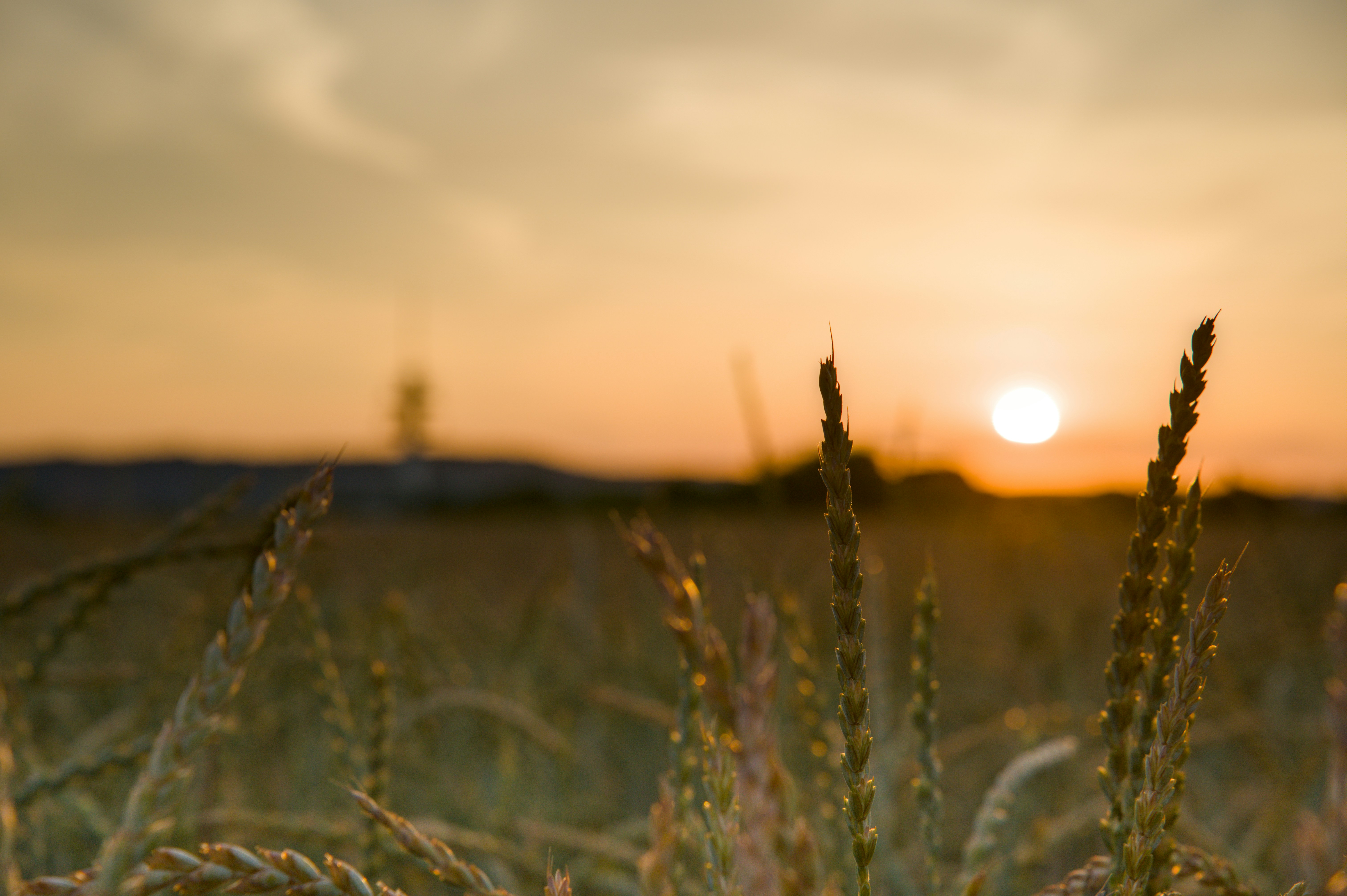 Warm sunset over a field of golden grains.