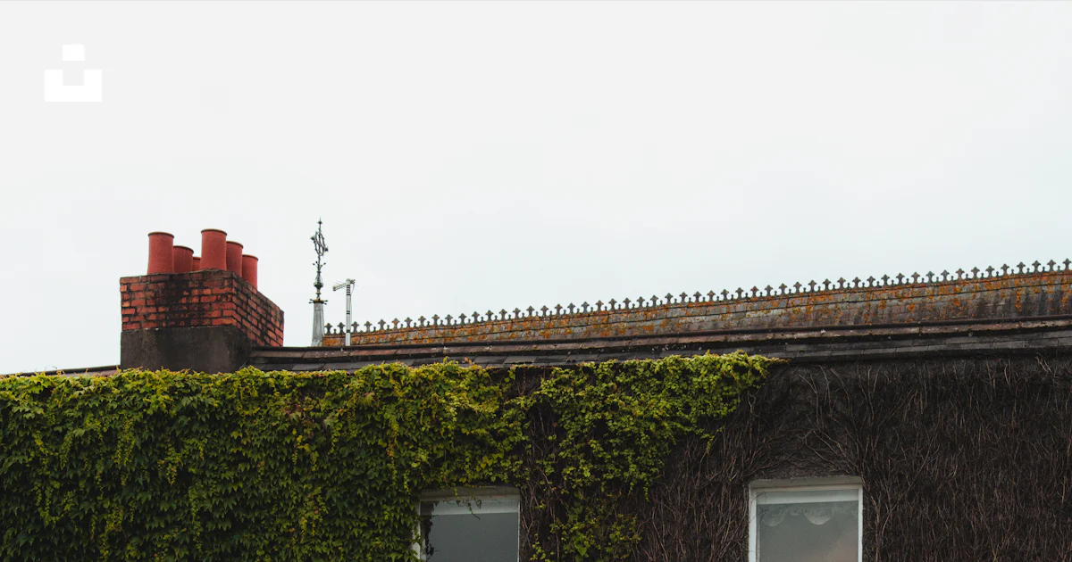 Building facade covered in green ivy behind a tall hedge. photo – Free ...