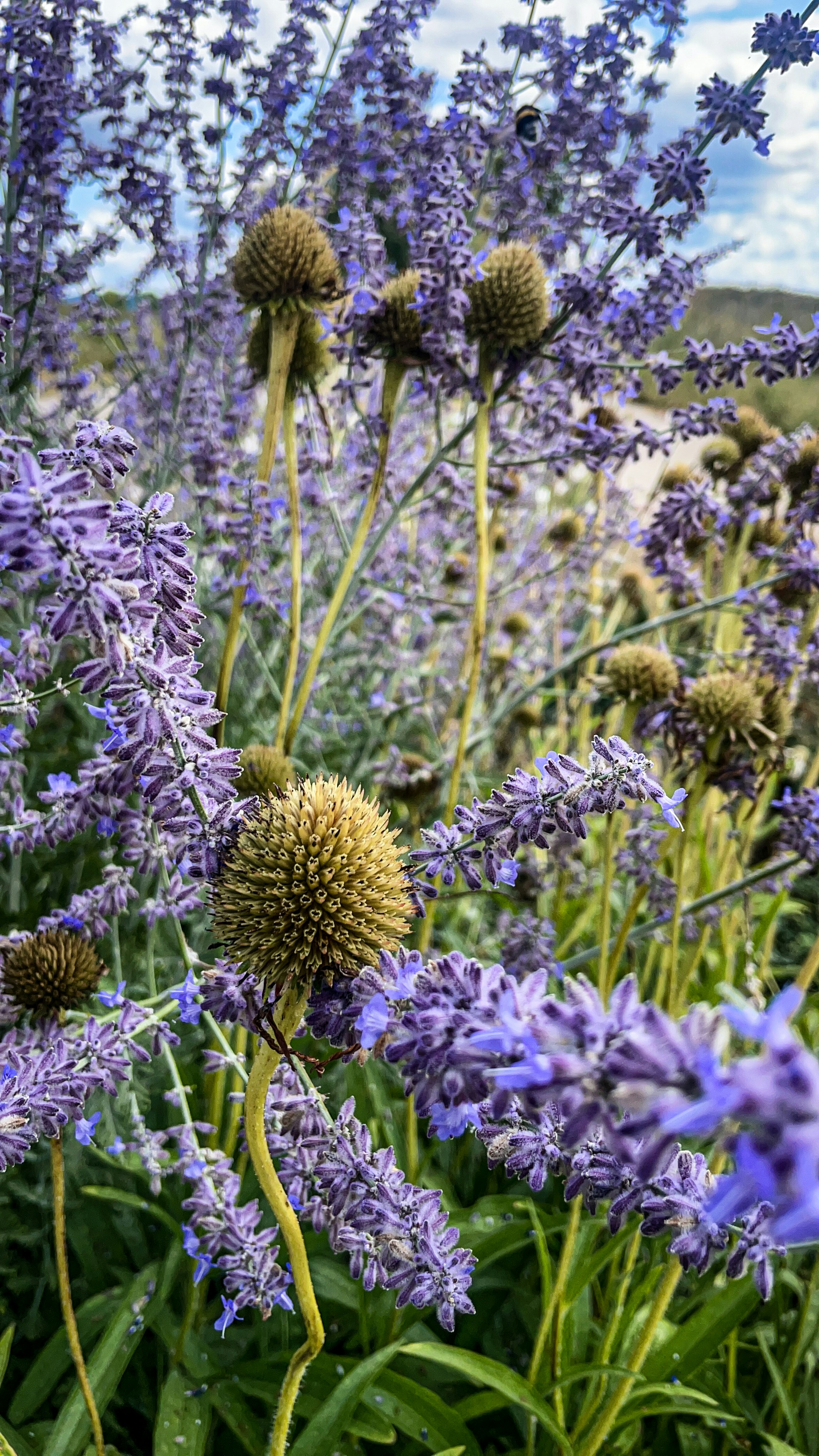 Lush purple flowers and spiky dried seed heads.
