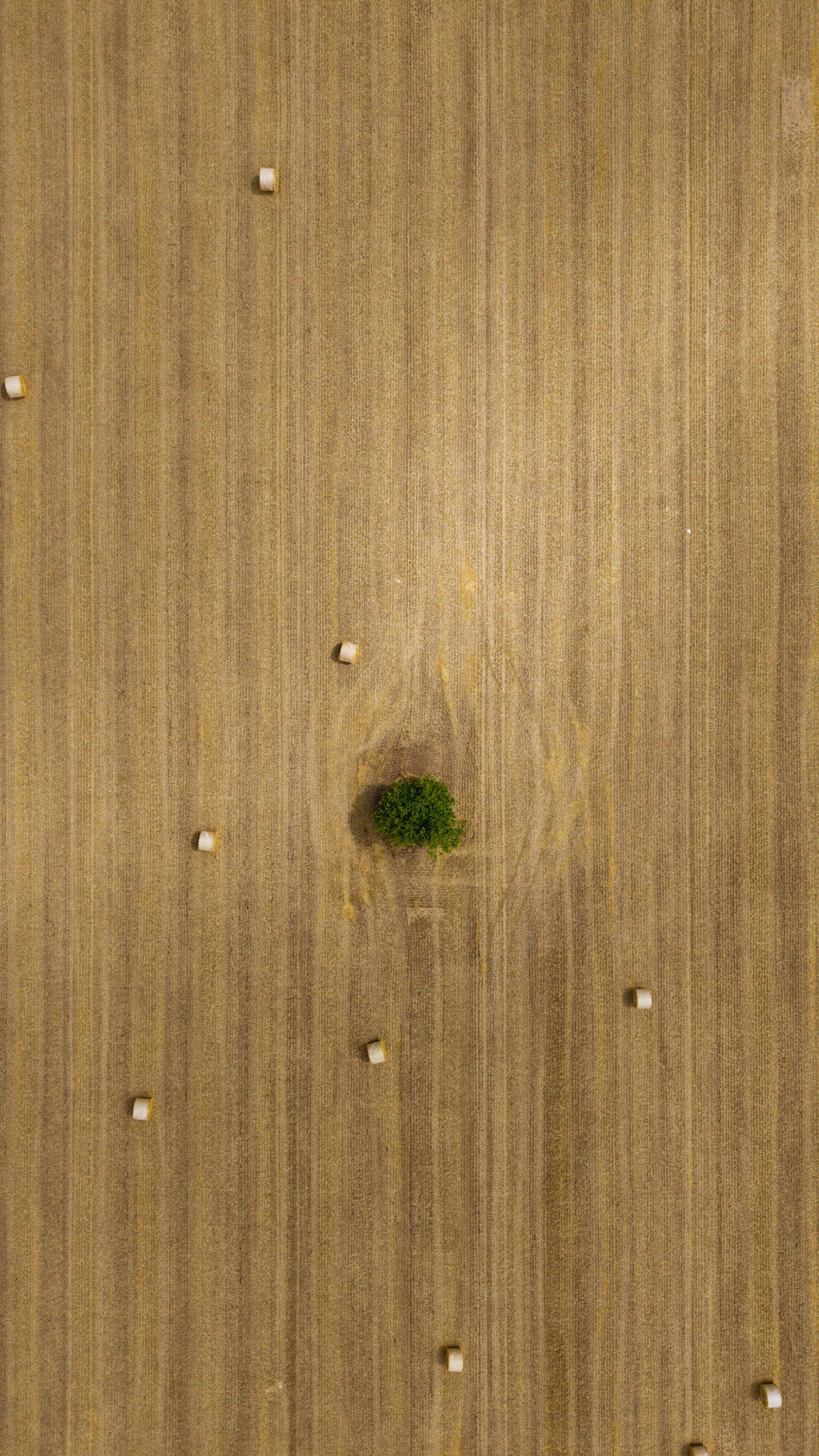 Harvested field with hay bales and a solitary green tree.