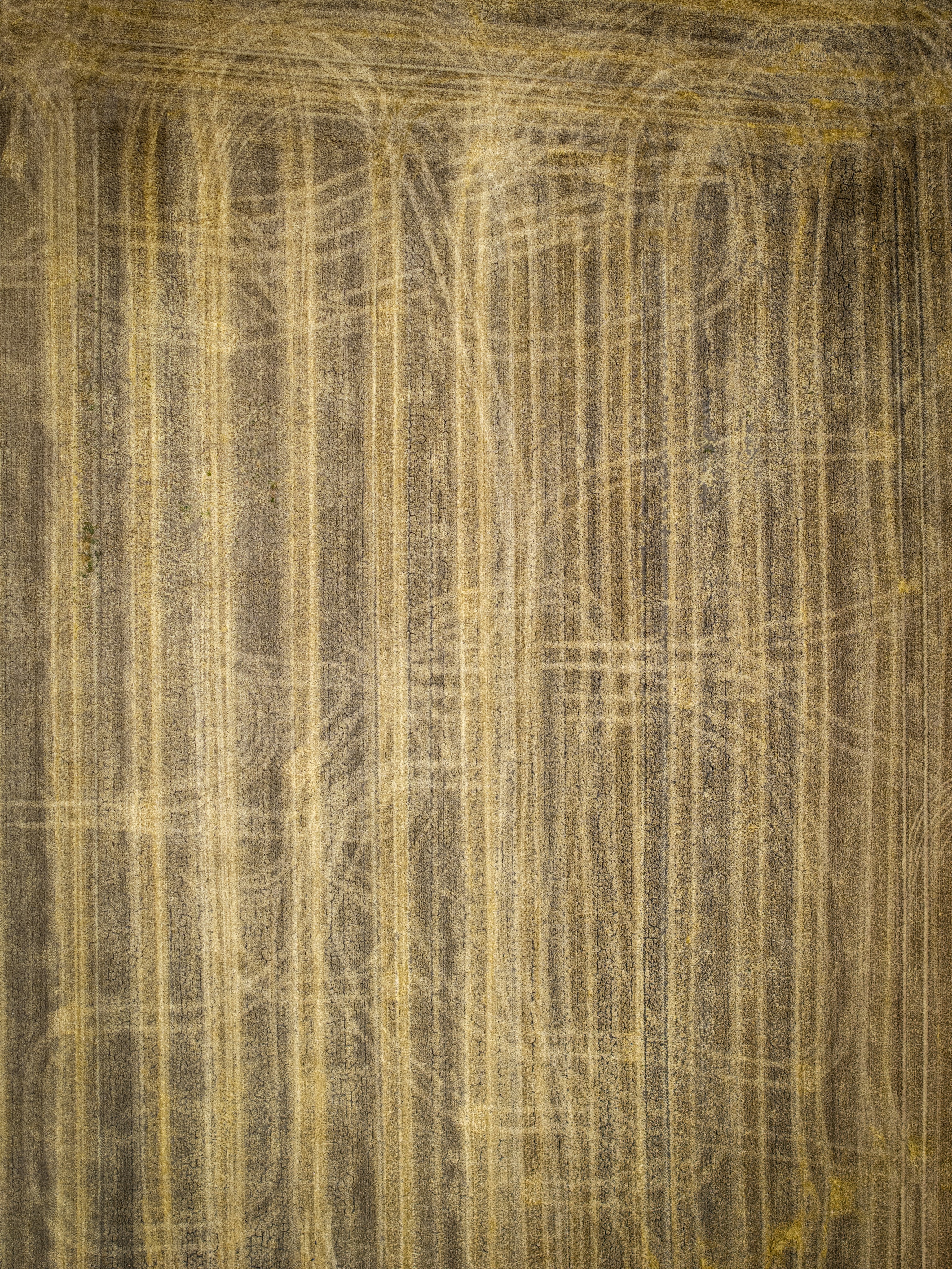 Golden stubble rows and tire tracks in a harvested field.