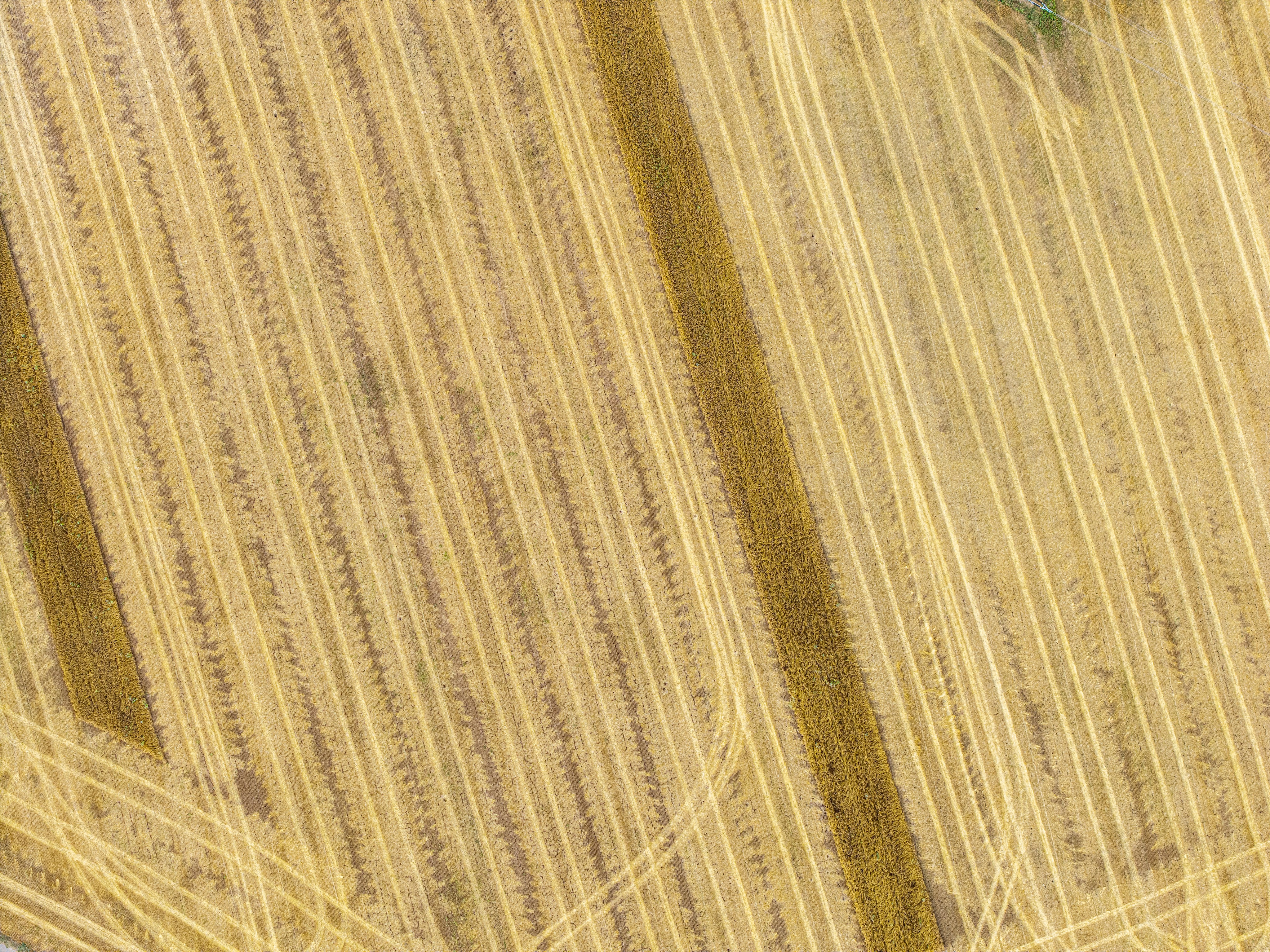 Aerial view of a harvested golden field with distinct lines.