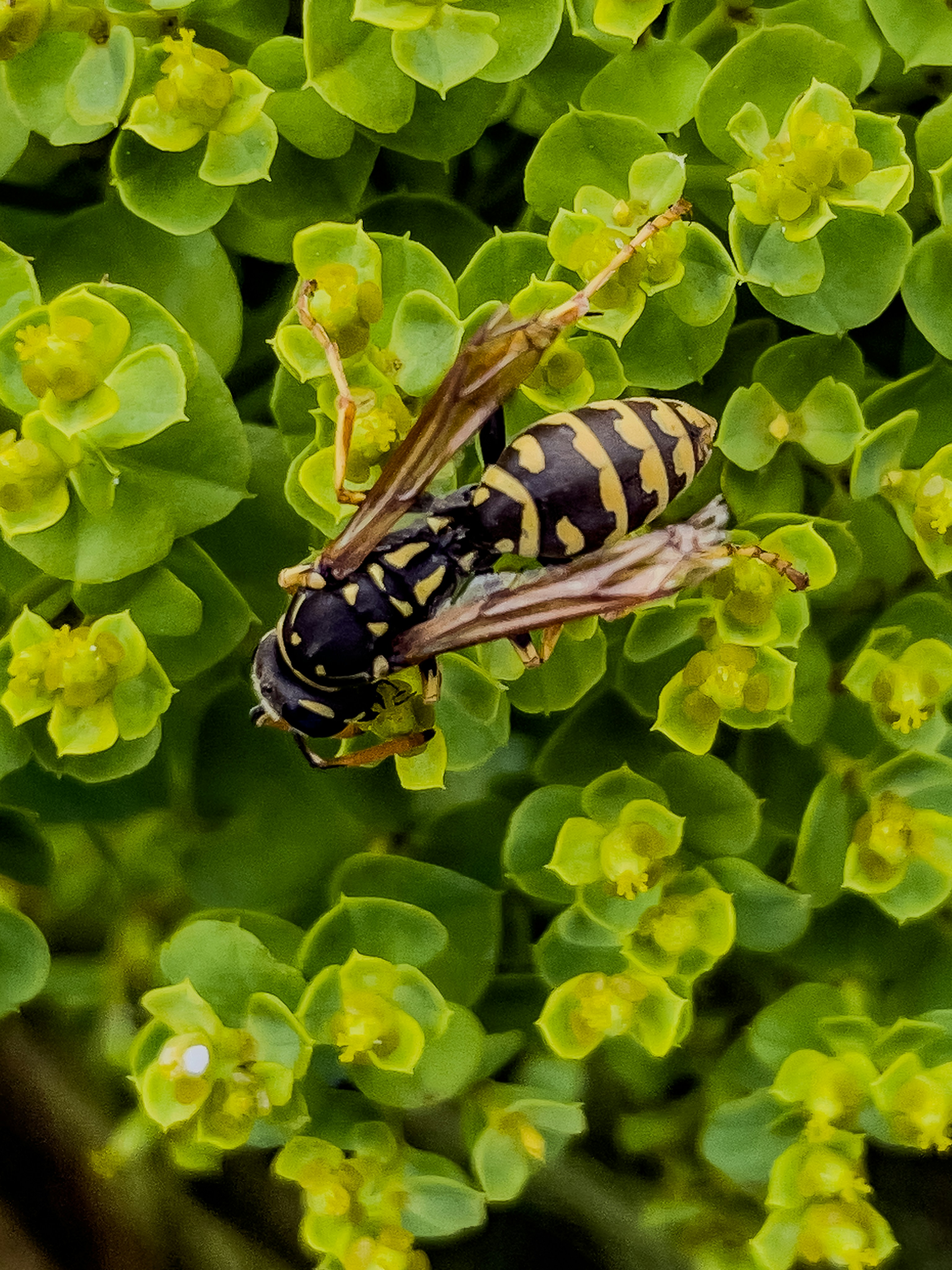 Hoverfly on green plant with small yellow flowers.