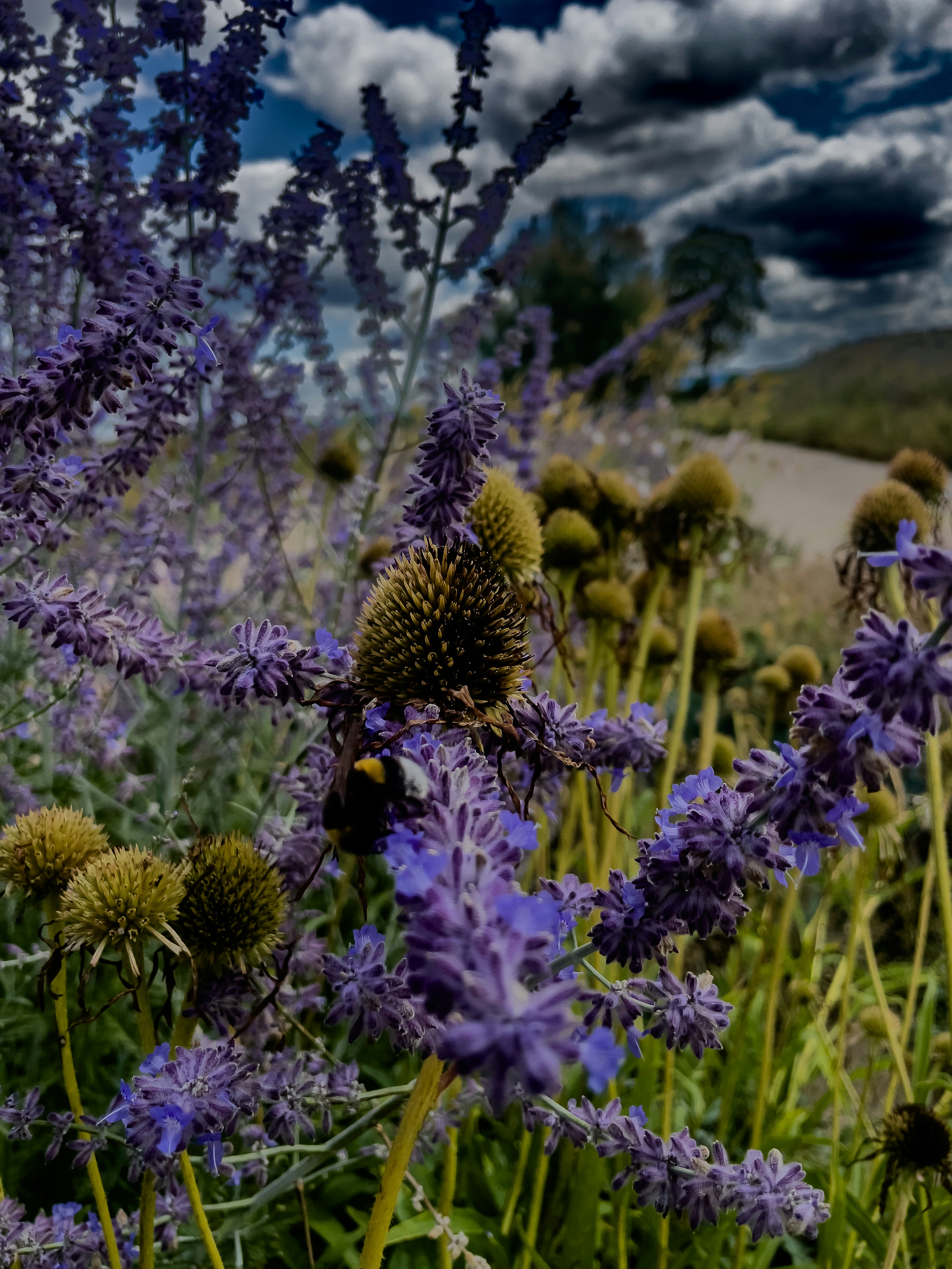 A bumblebee on purple flowers with spiky seed heads.