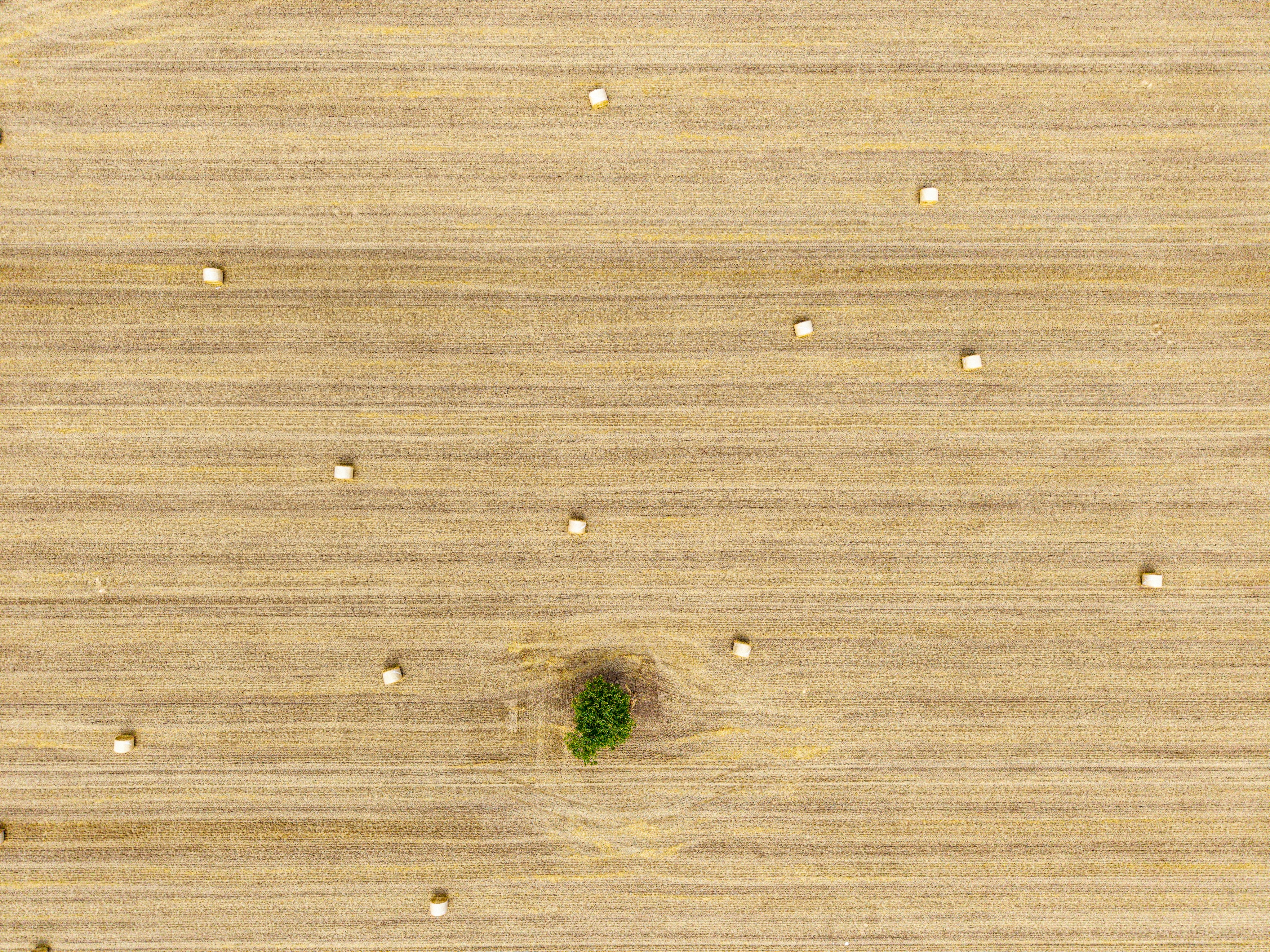 Golden field with scattered hay bales and a solitary tree.