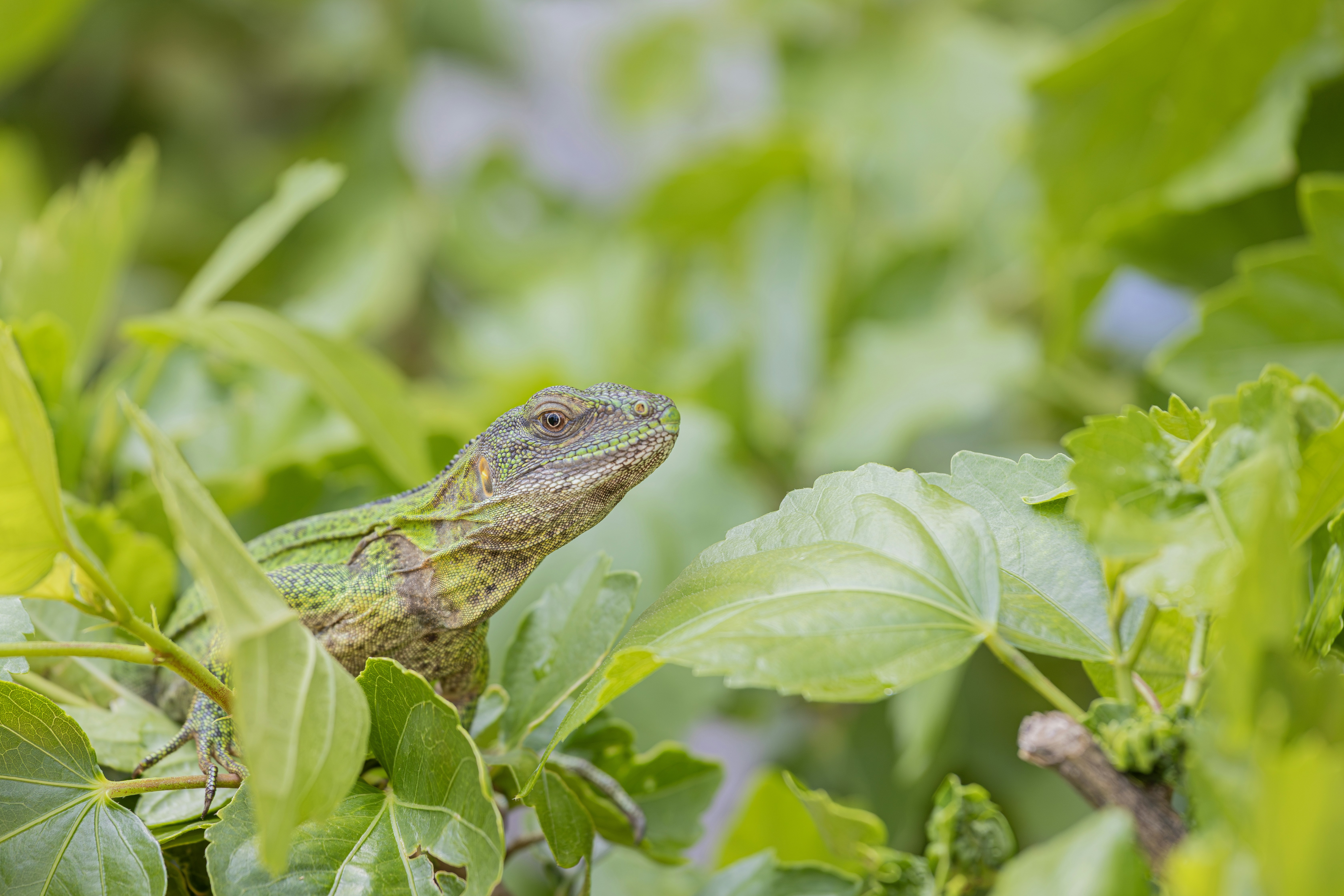 Green lizard peeking from vibrant green leaves.
